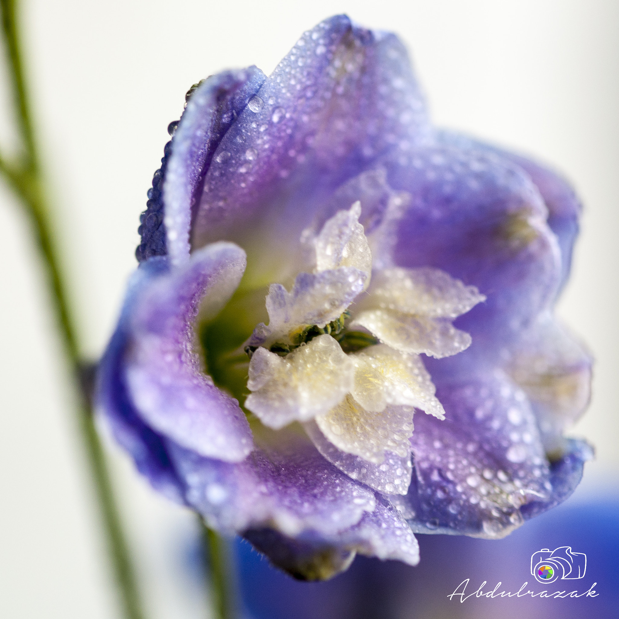 Sigma 105mm F2.8 EX DG OS HSM sample photo. Dsc photography