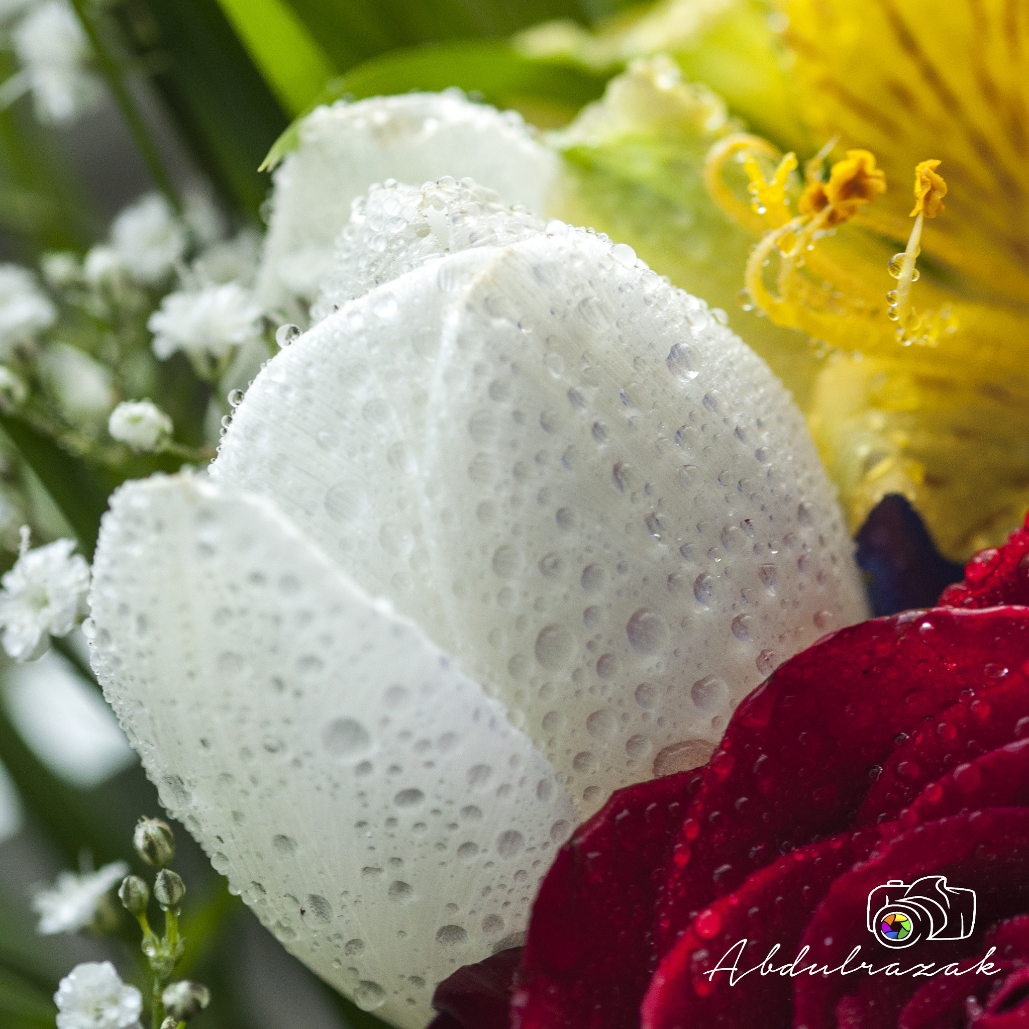 Sigma 105mm F2.8 EX DG OS HSM sample photo. Dsc photography