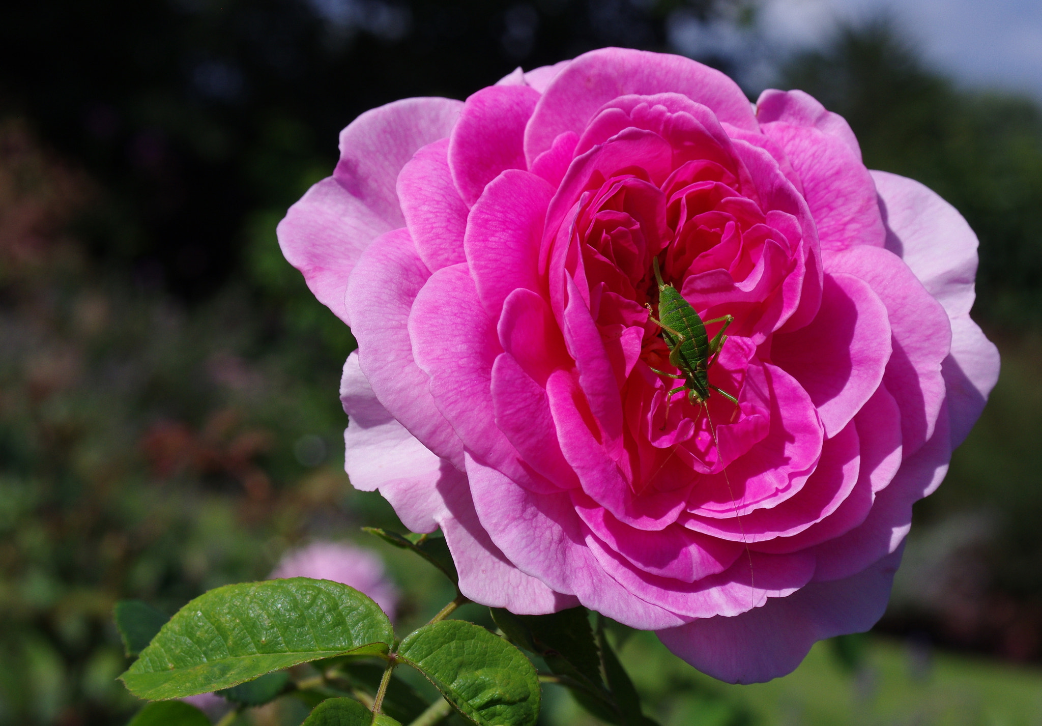 Pentax K-5 sample photo. Such an attractive rose photography