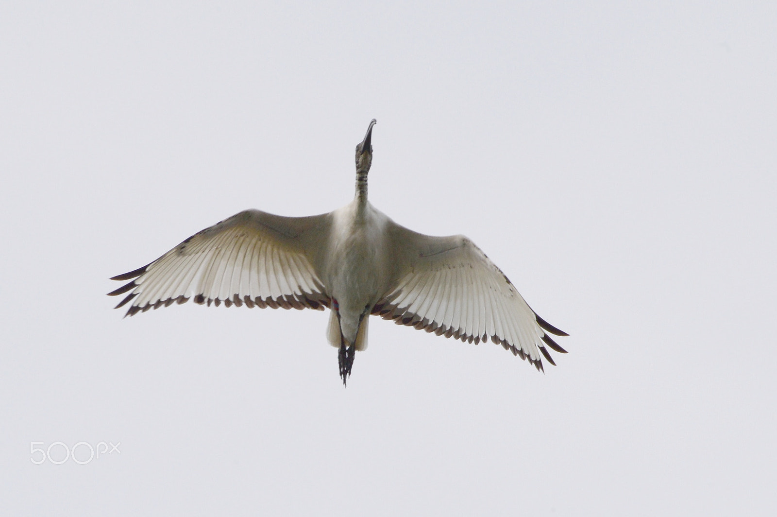 Nikon D4 sample photo. Sacred ibis photography