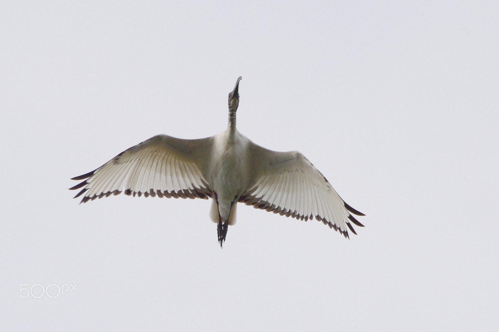 Nikon AF-S Nikkor 200-500mm F5.6E ED VR sample photo. Sacred ibis photography