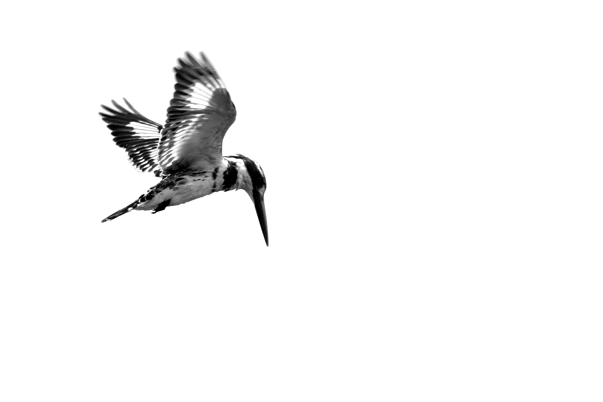 Canon EF 70-200mm F2.8L IS II USM sample photo. Kingfisher midflight photography