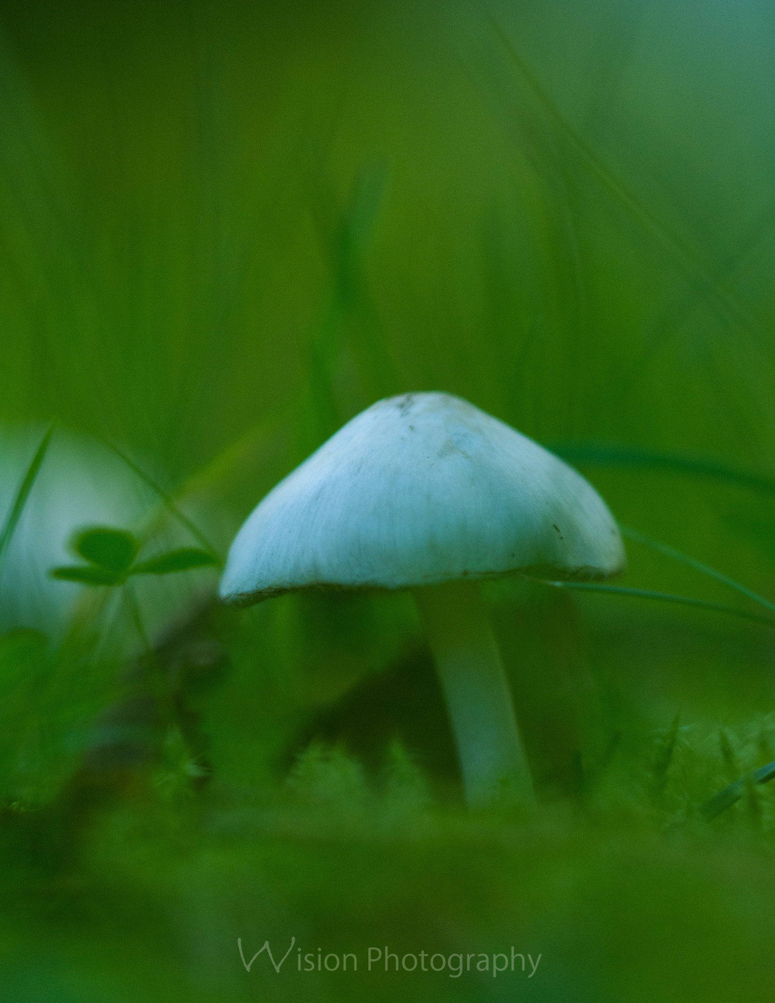 Sigma 150mm F2.8 EX DG Macro HSM sample photo. Greenish time photography