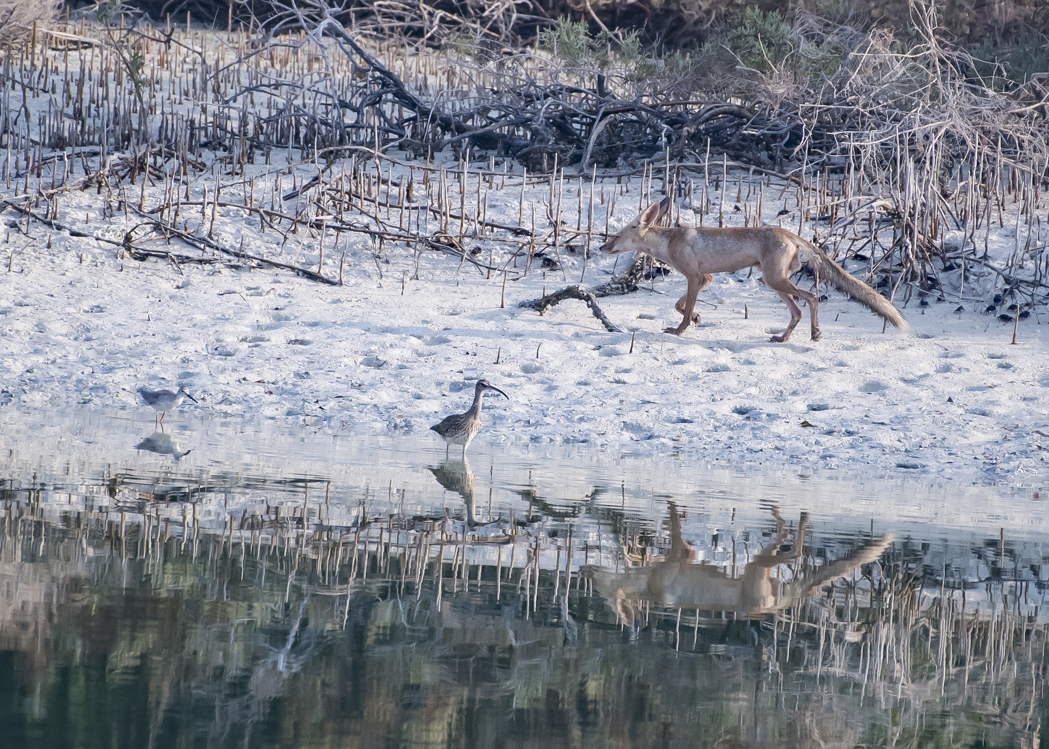 Nikon AF-S Nikkor 200-500mm F5.6E ED VR sample photo. Fox and friends photography