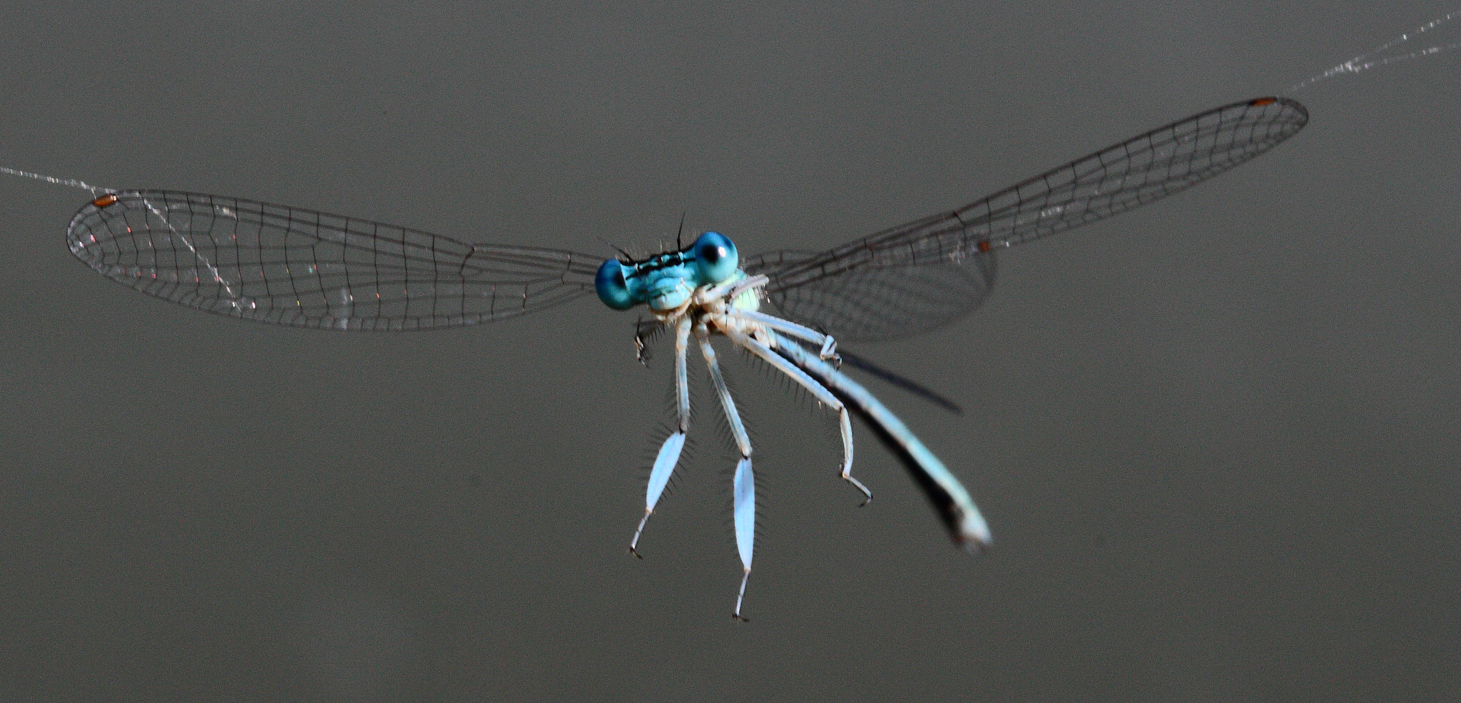 Canon EF 100mm F2.8 Macro USM sample photo. Dragonfly captured by a spider web photography