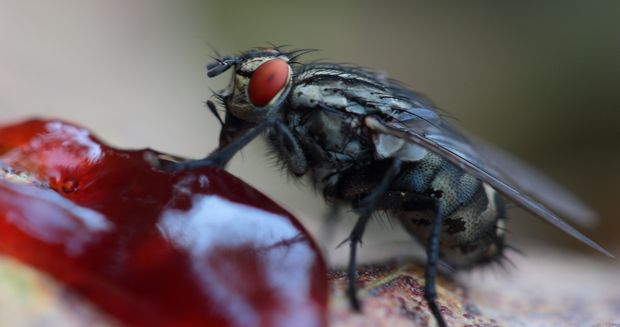 Canon EF 100mm F2.8 Macro USM sample photo. Meal fly photography
