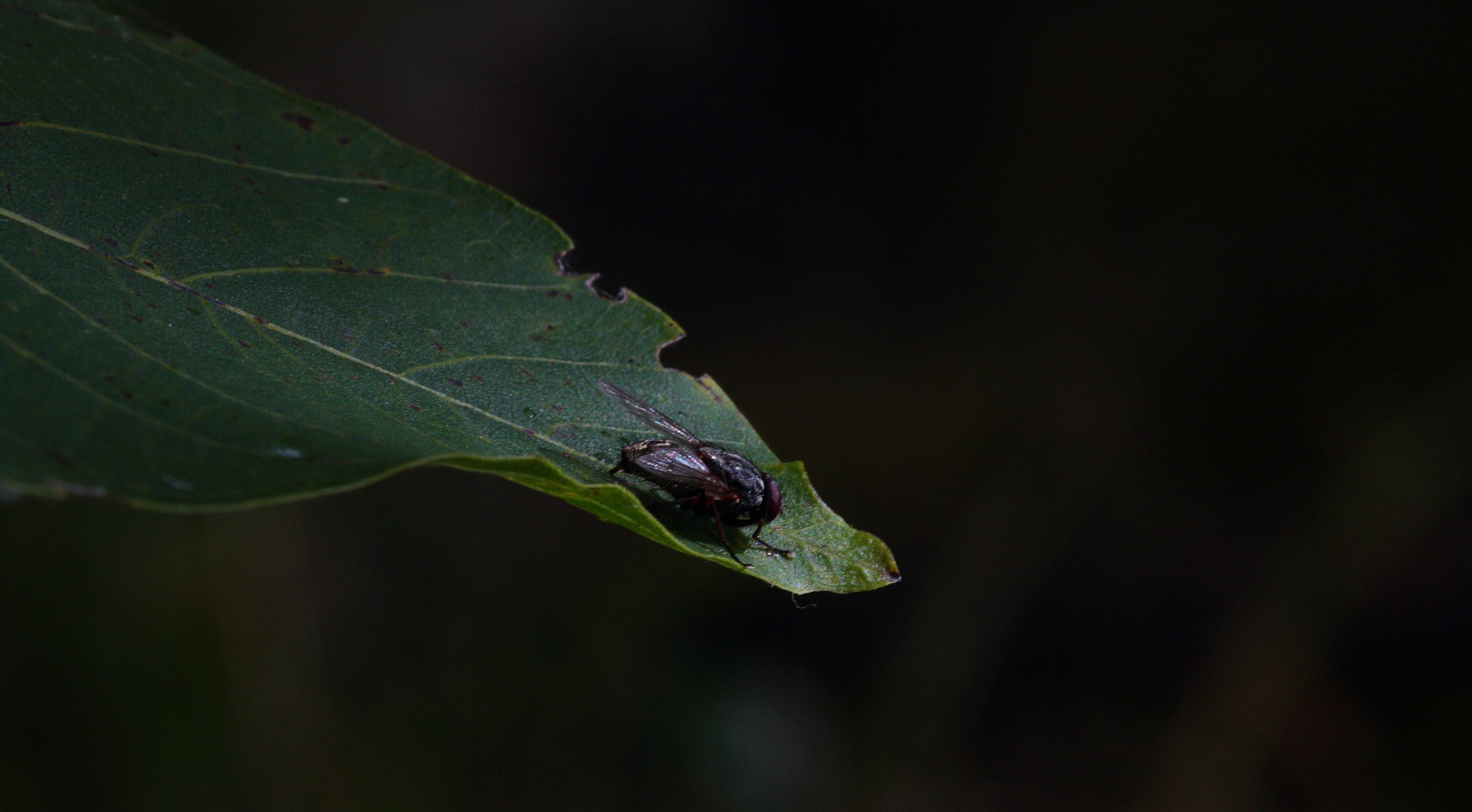 Canon EF 100mm F2.8 Macro USM sample photo. Fly photography