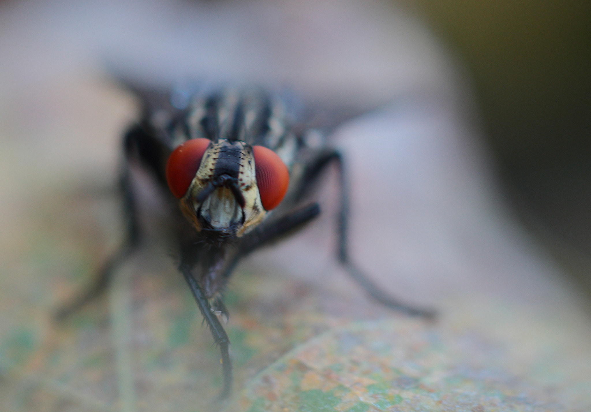 Canon EF 100mm F2.8 Macro USM sample photo. Toilet fly photography