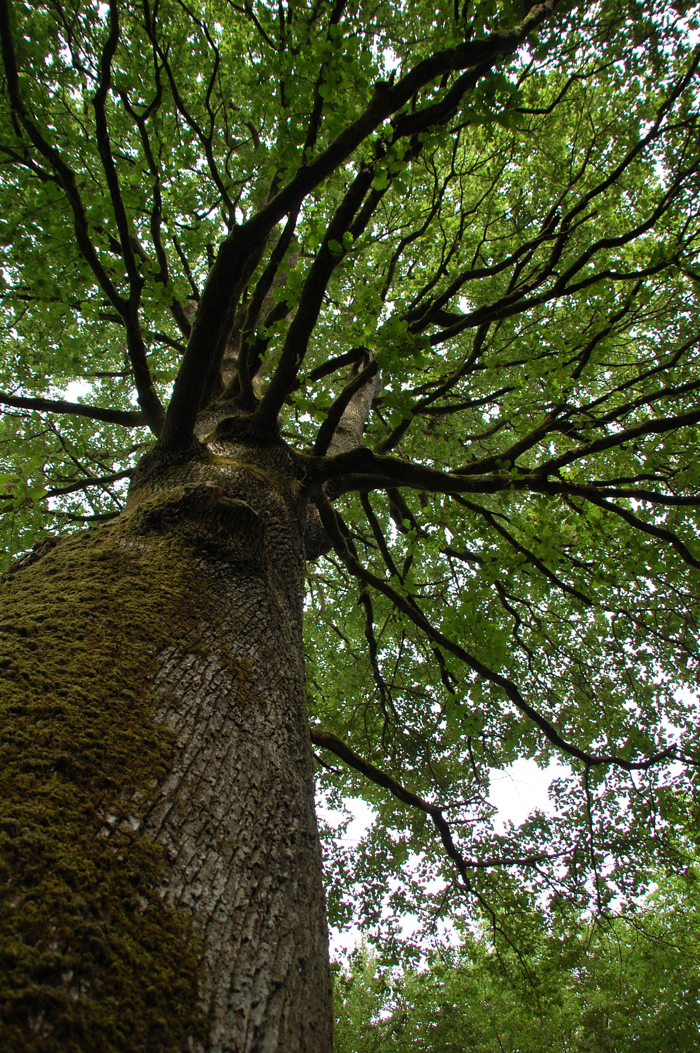 Nikon D40 + Sigma 18-200mm F3.5-6.3 DC sample photo. Oak, my old friend photography
