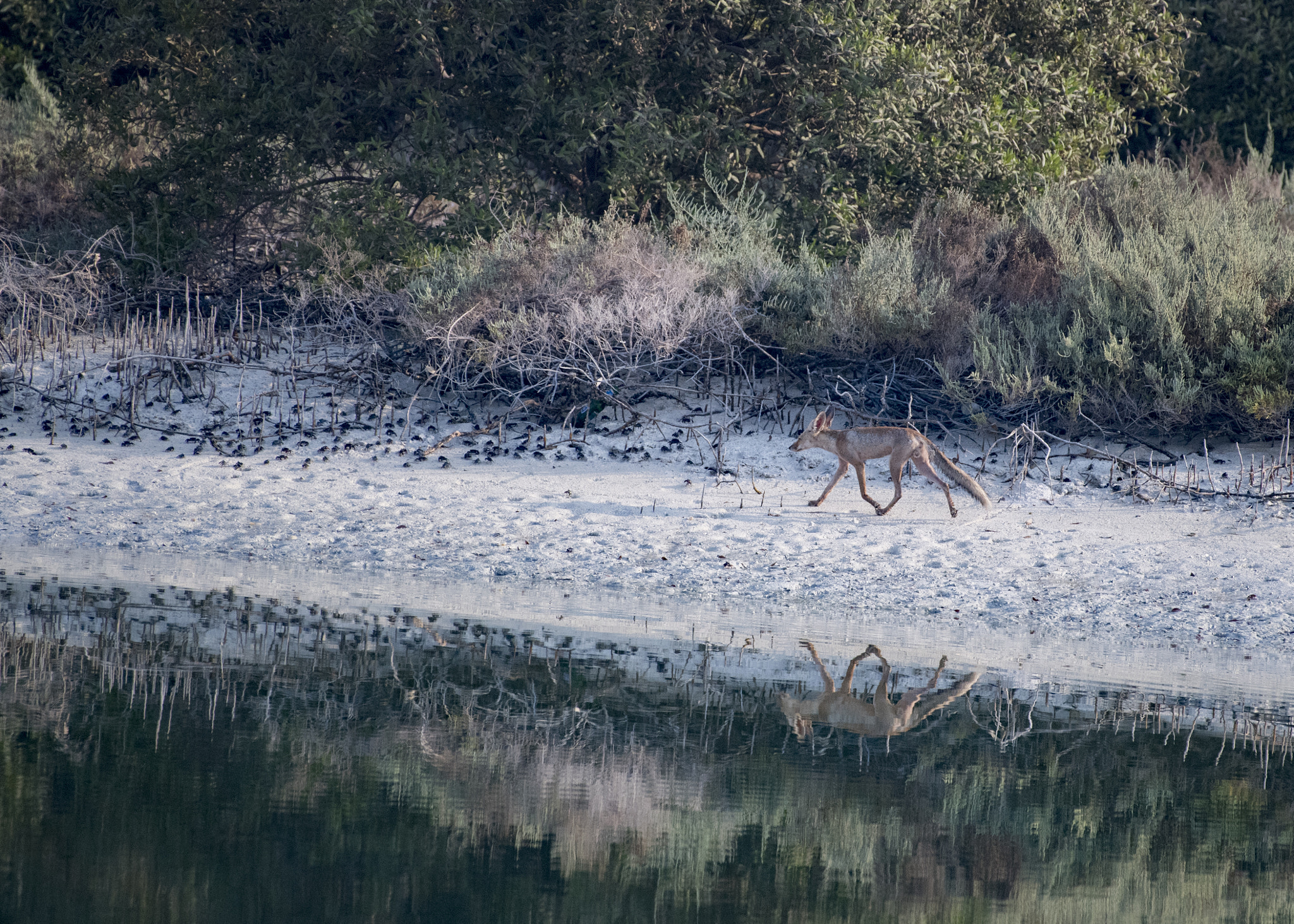 Nikon AF-S Nikkor 200-500mm F5.6E ED VR sample photo. Walking alone: the fox photography