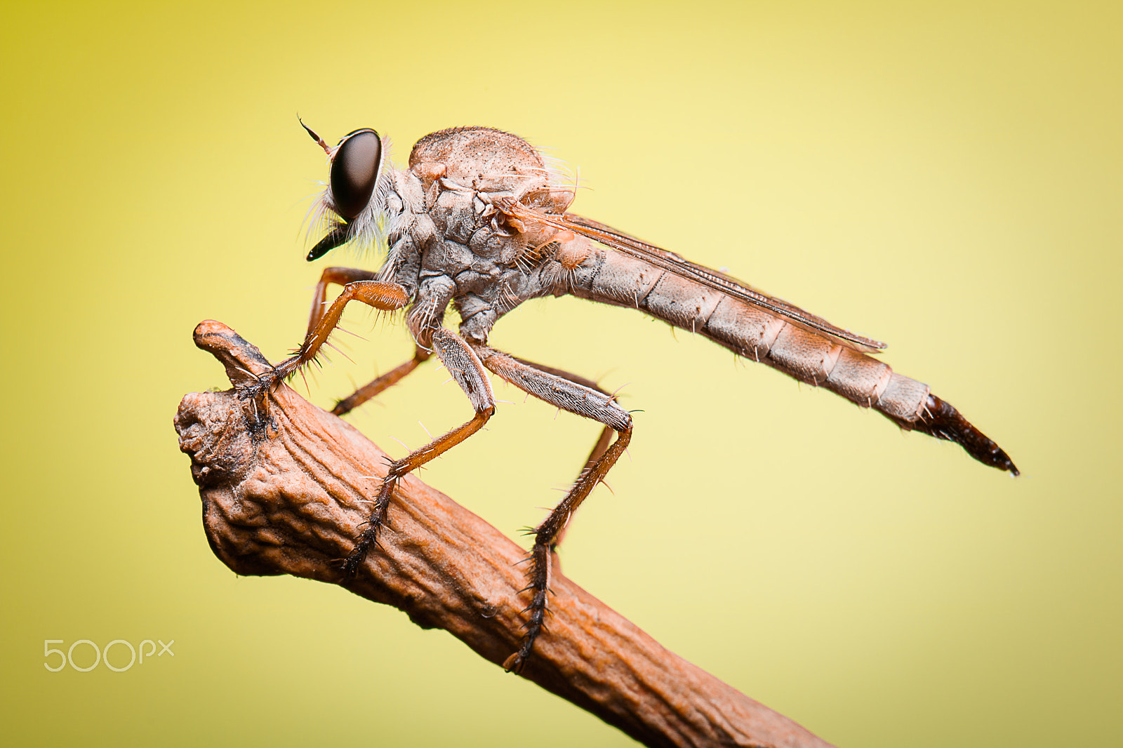 Canon EOS 750D (EOS Rebel T6i / EOS Kiss X8i) + Canon EF 100mm F2.8L Macro IS USM sample photo. Robber fly photography