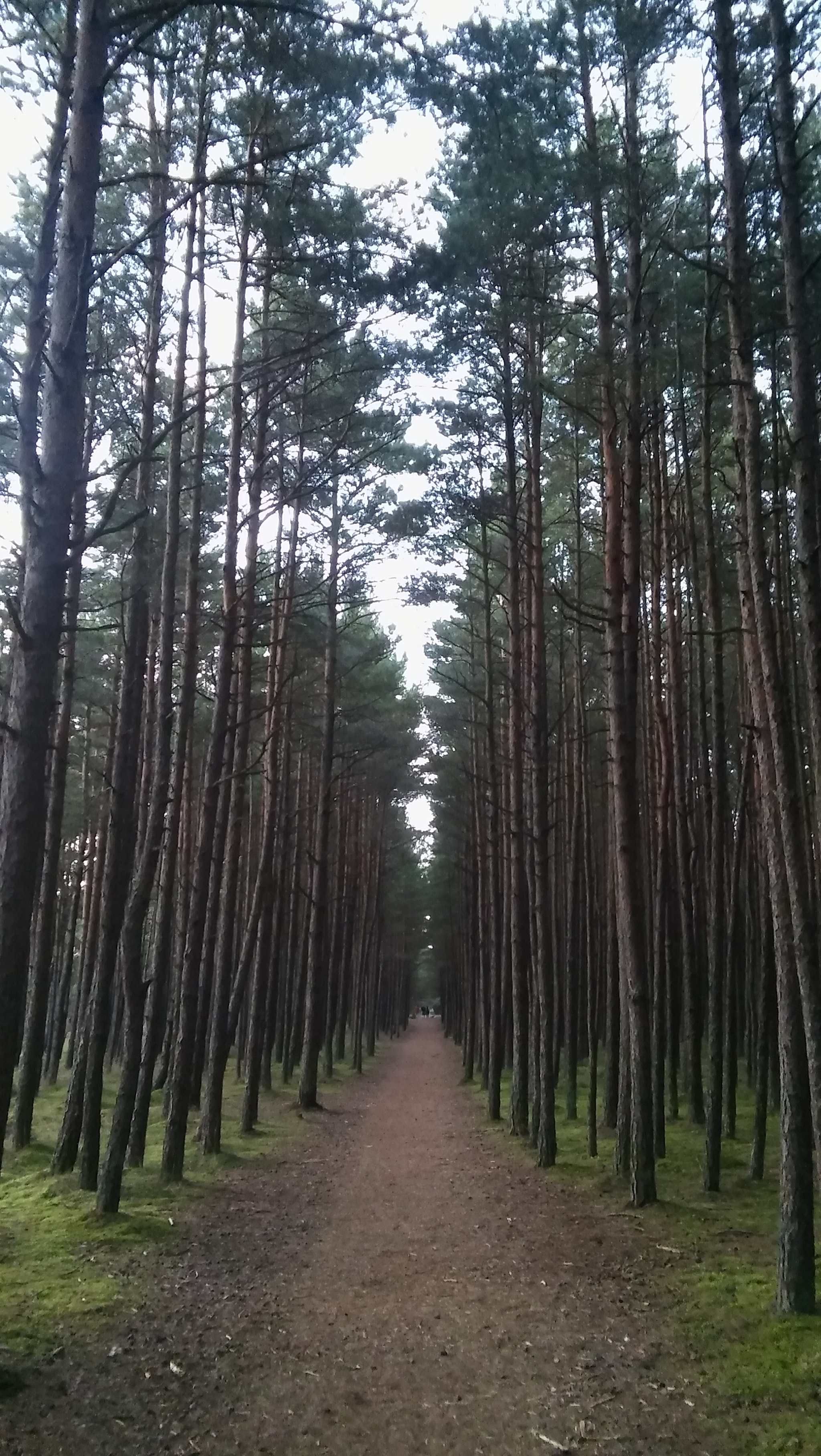 LG SPIRIT 4G LTE sample photo. Forest photography