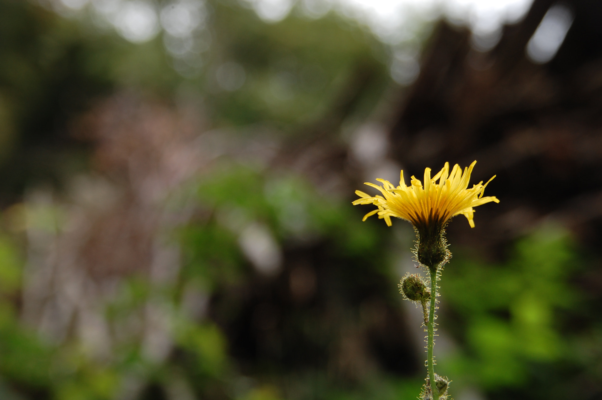 Nikon D40 + Sigma 18-200mm F3.5-6.3 DC sample photo. Alone photography