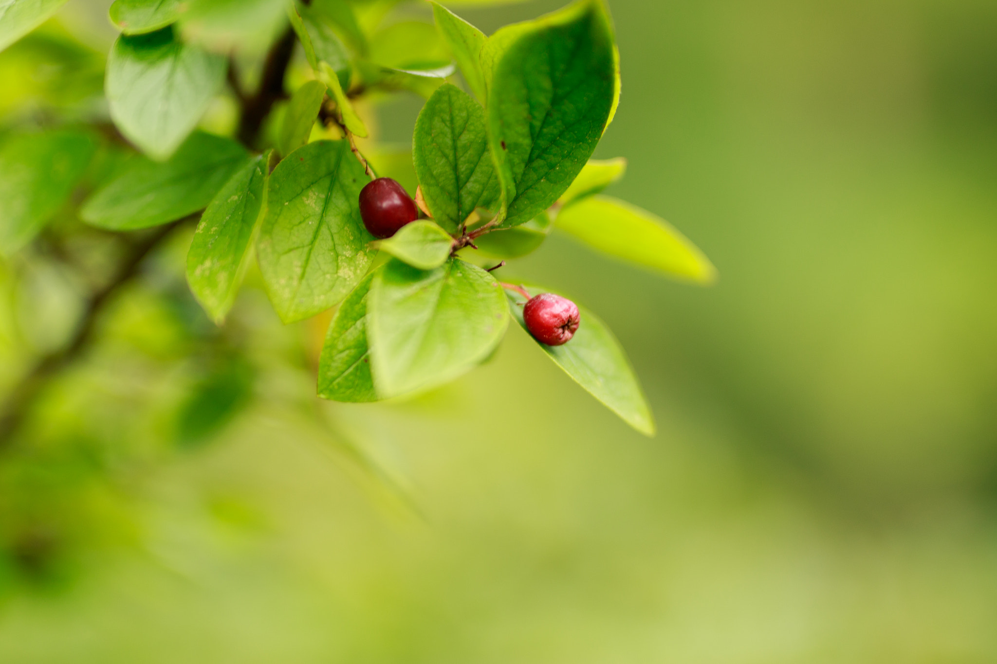 Sigma 50mm F1.4 EX DG HSM sample photo. Simple nature beauty photography