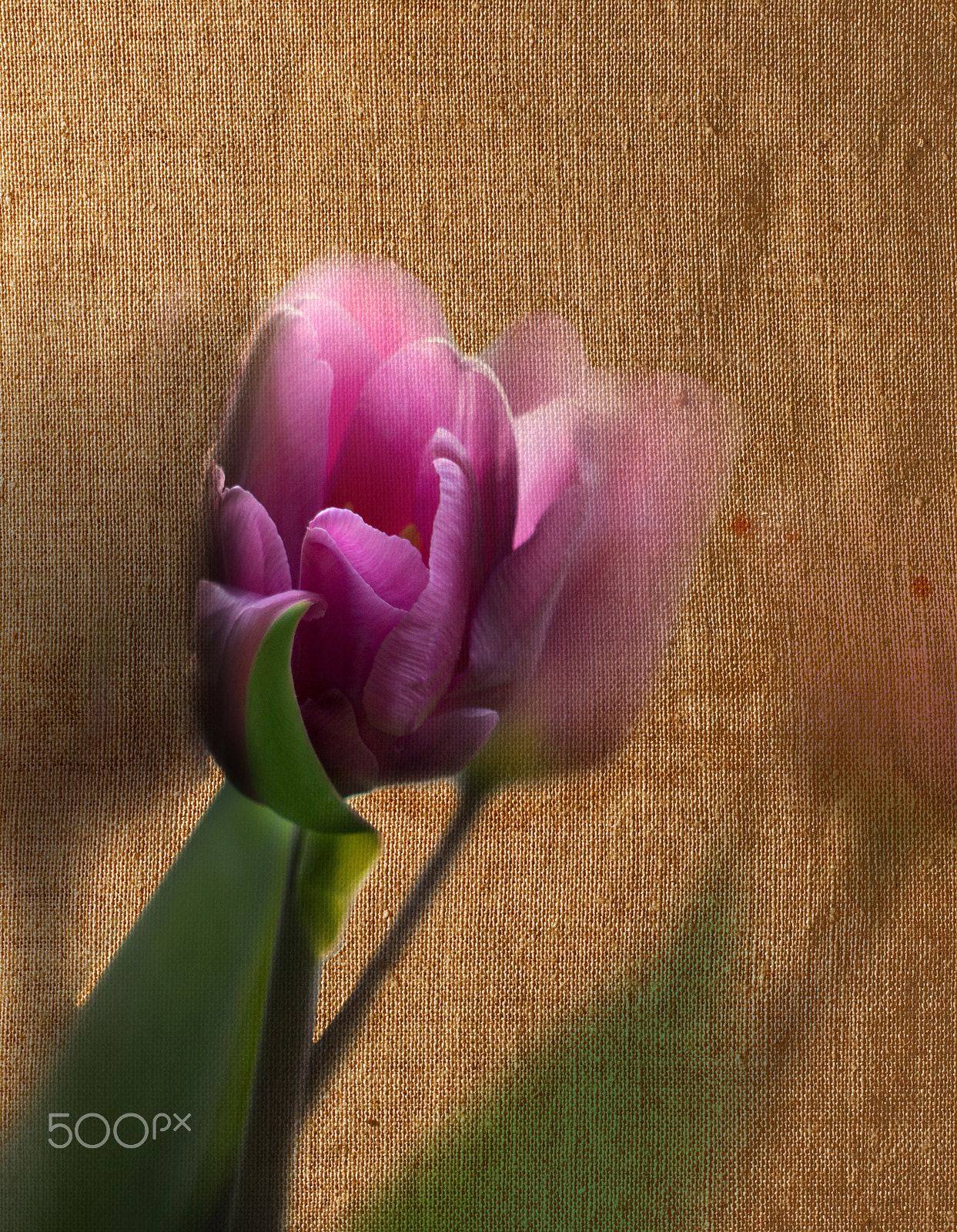 Sony SLT-A55 (SLT-A55V) sample photo. Traces photography