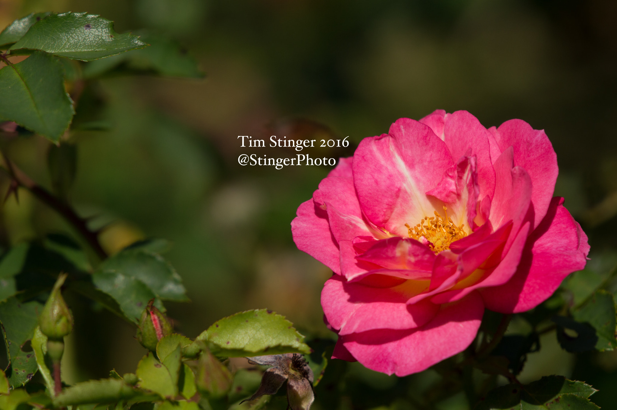 Nikon AF-S Nikkor 200-500mm F5.6E ED VR sample photo. Rose sunrise sunset photography