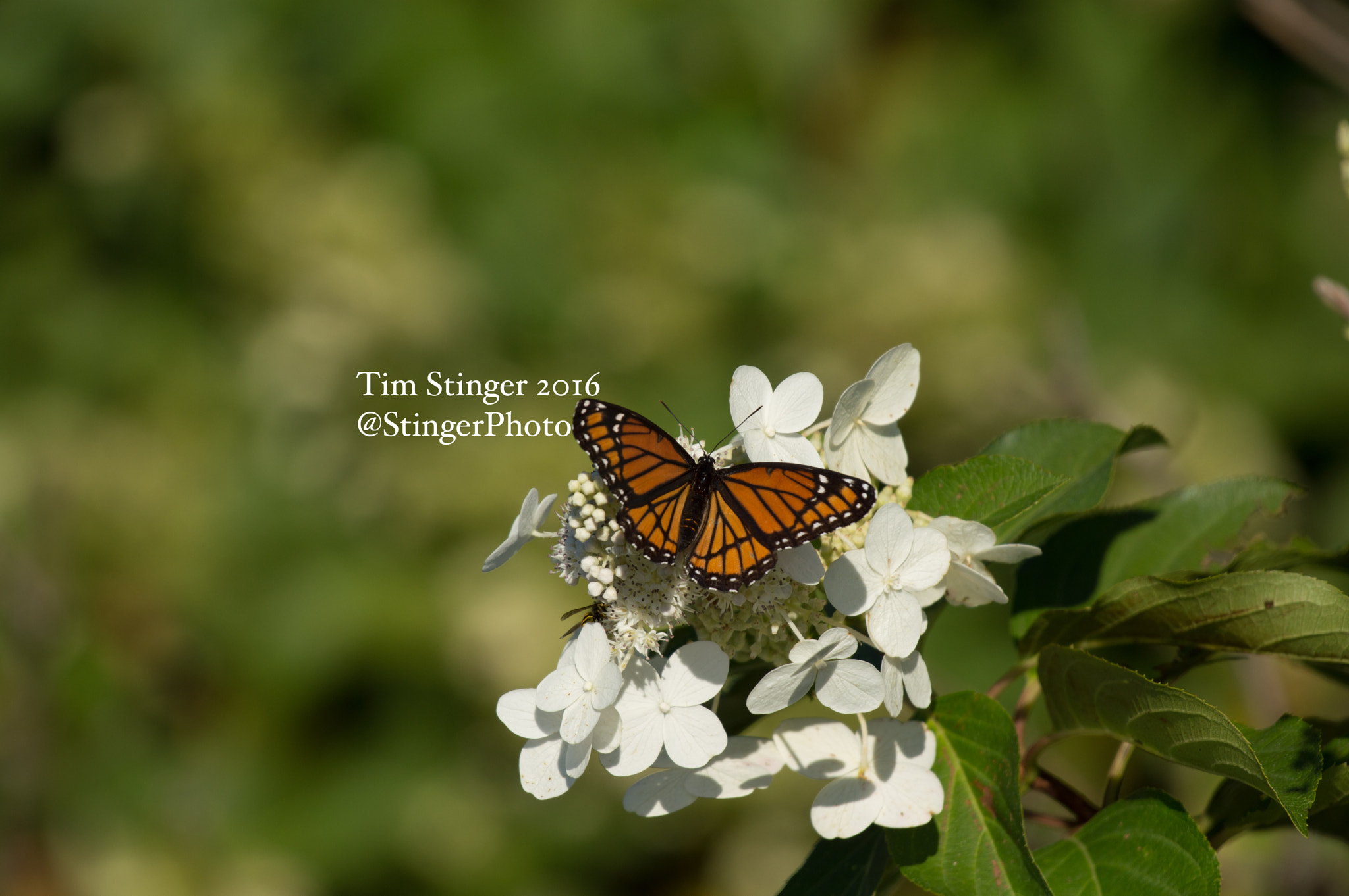 Nikon AF-S Nikkor 200-500mm F5.6E ED VR sample photo. Monarch butterfly on hydrangea (1) photography