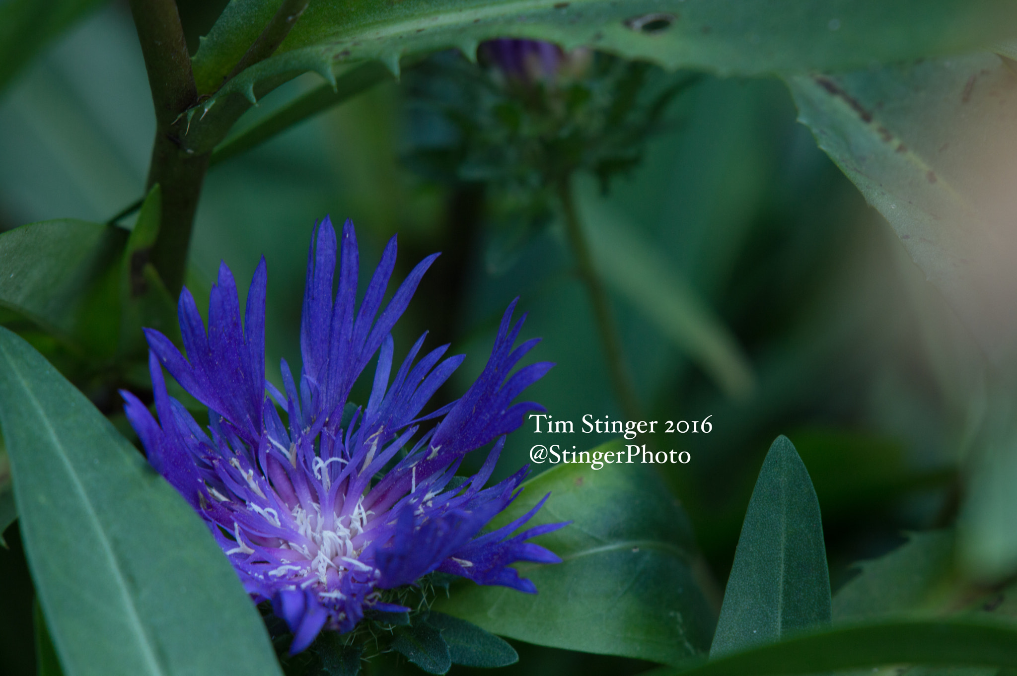 Nikon AF-S Nikkor 200-500mm F5.6E ED VR sample photo. Honeysong purple stokes' aster photography