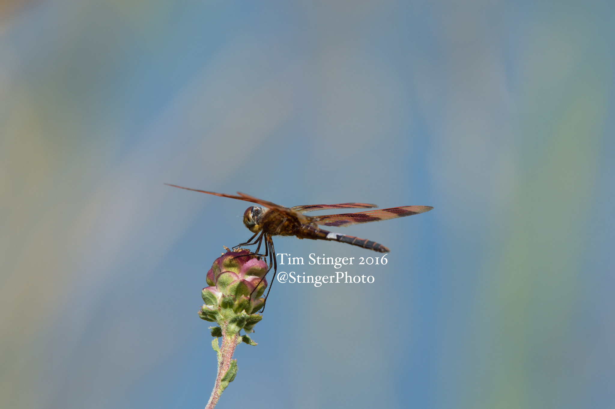 Nikon AF-S Nikkor 200-500mm F5.6E ED VR sample photo. Dragonfly on rough blazing star photography