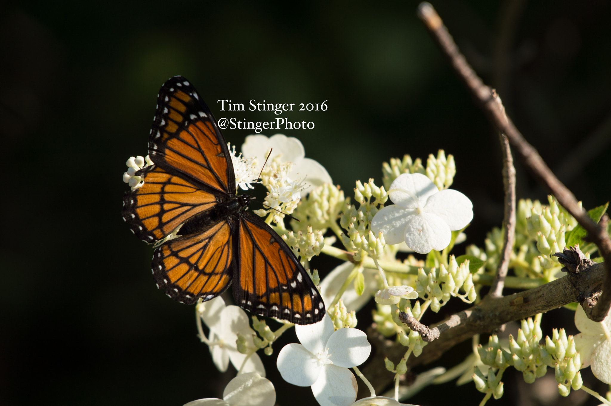 Nikon AF-S Nikkor 200-500mm F5.6E ED VR sample photo. Monarch butterfly on hydrangea (2) photography