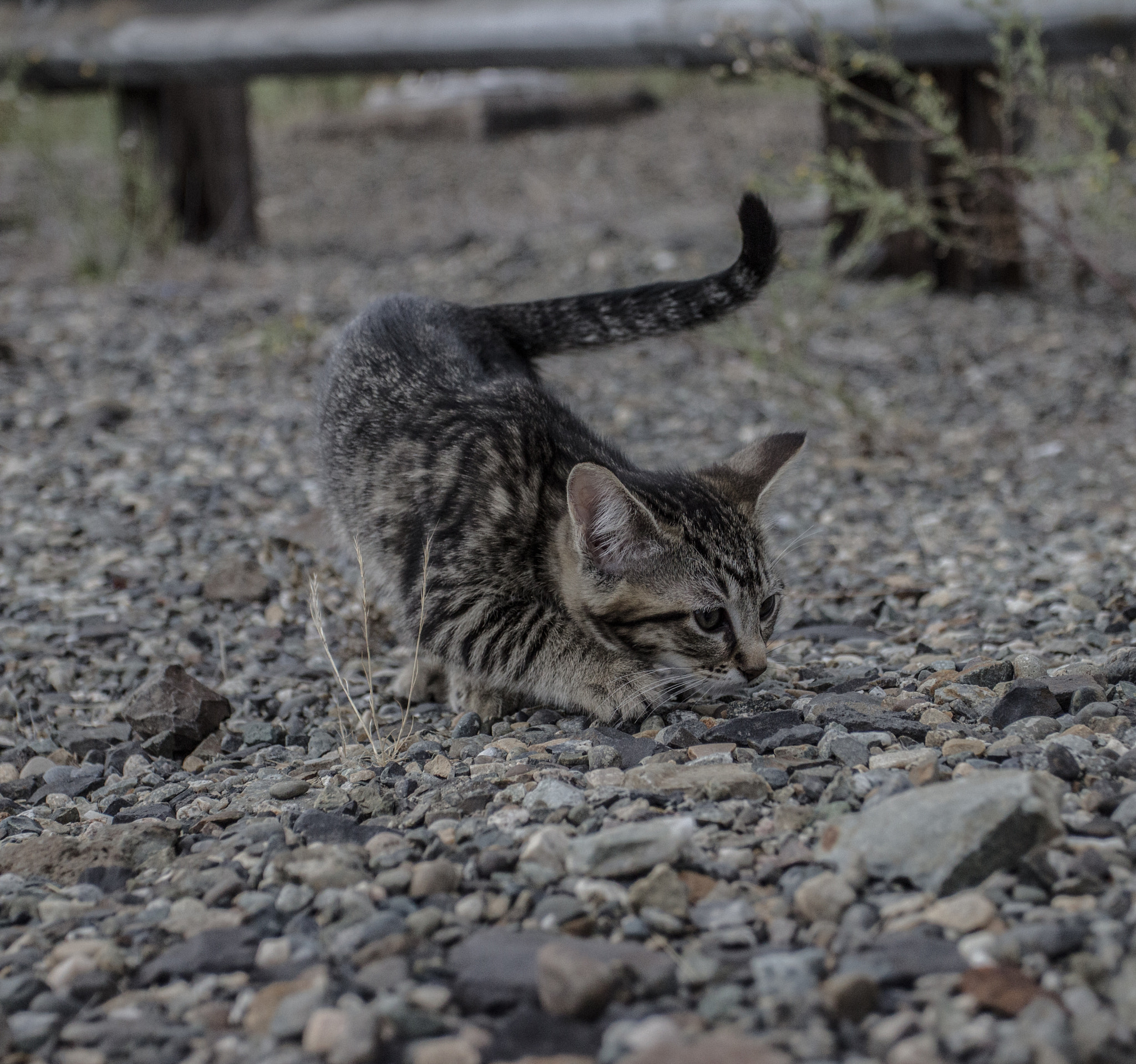 Canon EOS 600D (Rebel EOS T3i / EOS Kiss X5) + Canon EF 17-40mm F4L USM sample photo. Toby would be a fighting type photography