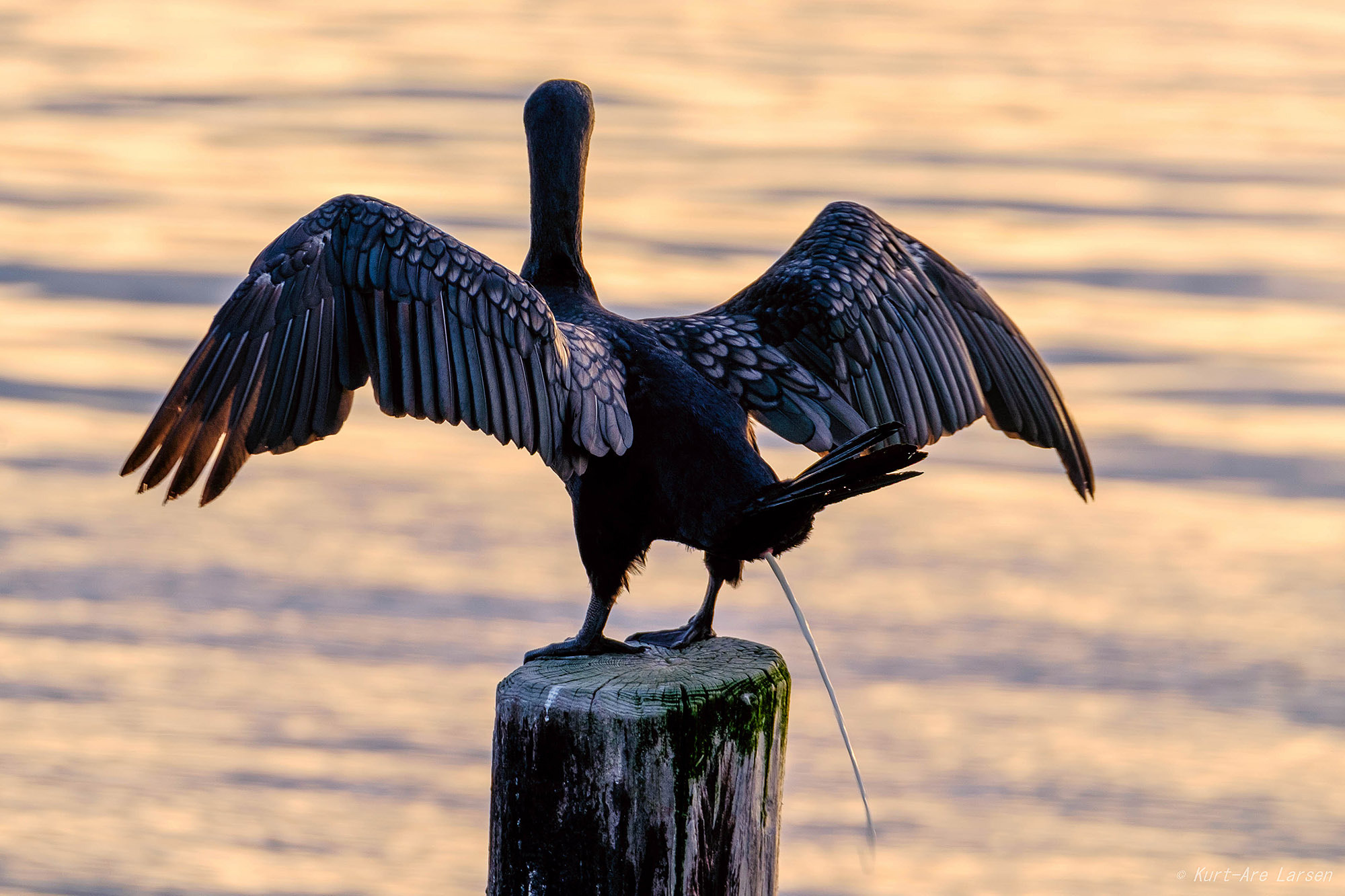 XF100-400mmF4.5-5.6 R LM OIS WR + 1.4x sample photo. Great cormorant photography
