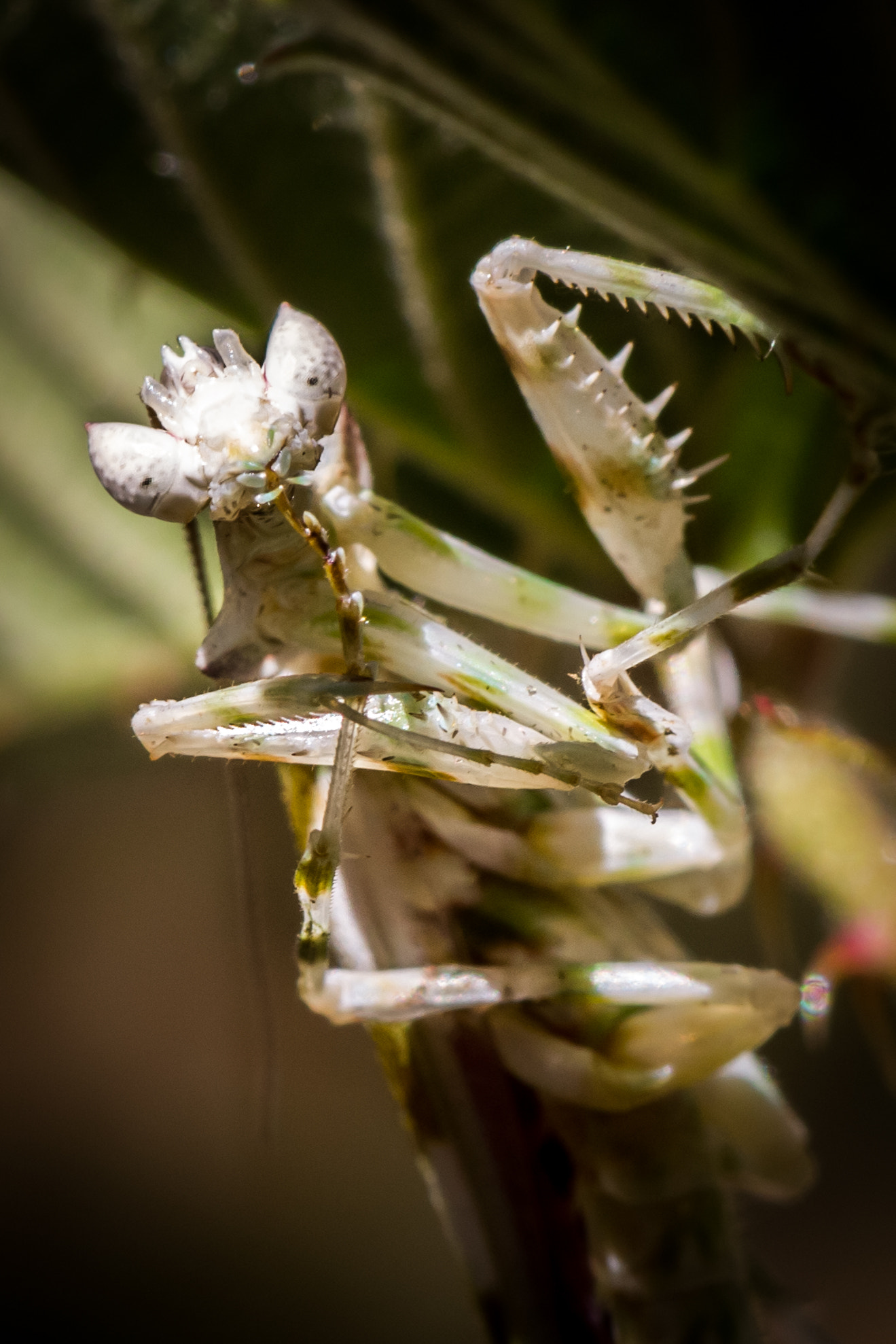 Canon EF 100mm F2.8L Macro IS USM sample photo. Just cleaning that hind foot photography