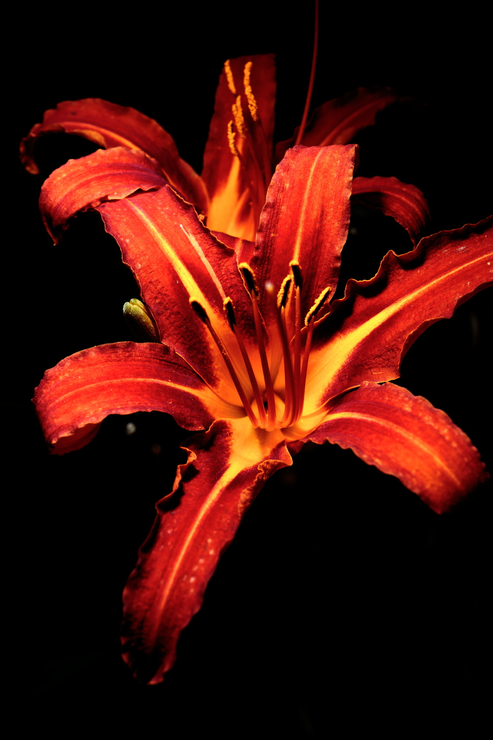 Canon EF-M 28mm F3.5 Macro IS STM sample photo. Flowers photography
