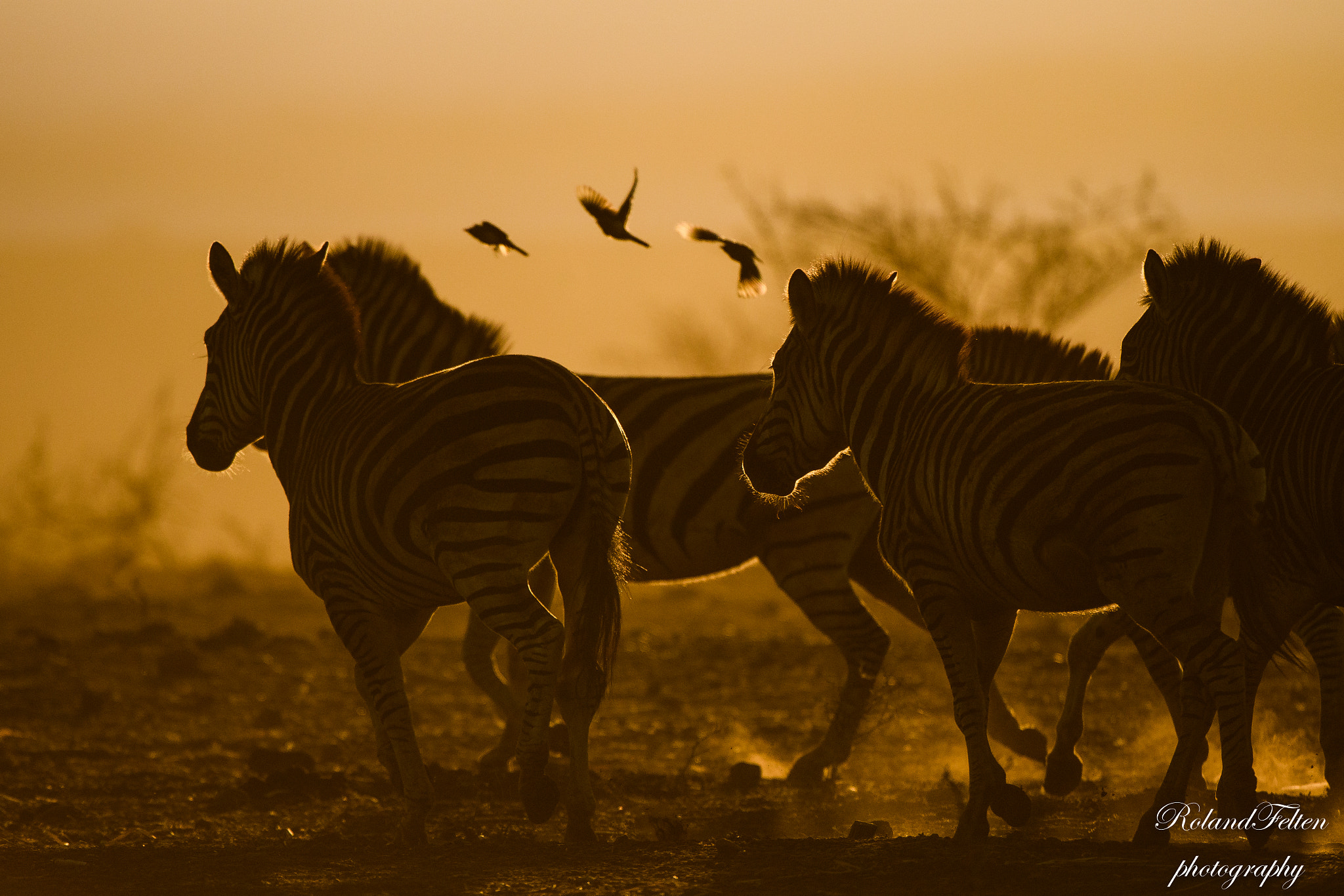 Nikon AF-S Nikkor 200-400mm F4G ED-IF VR sample photo. Zebras photography