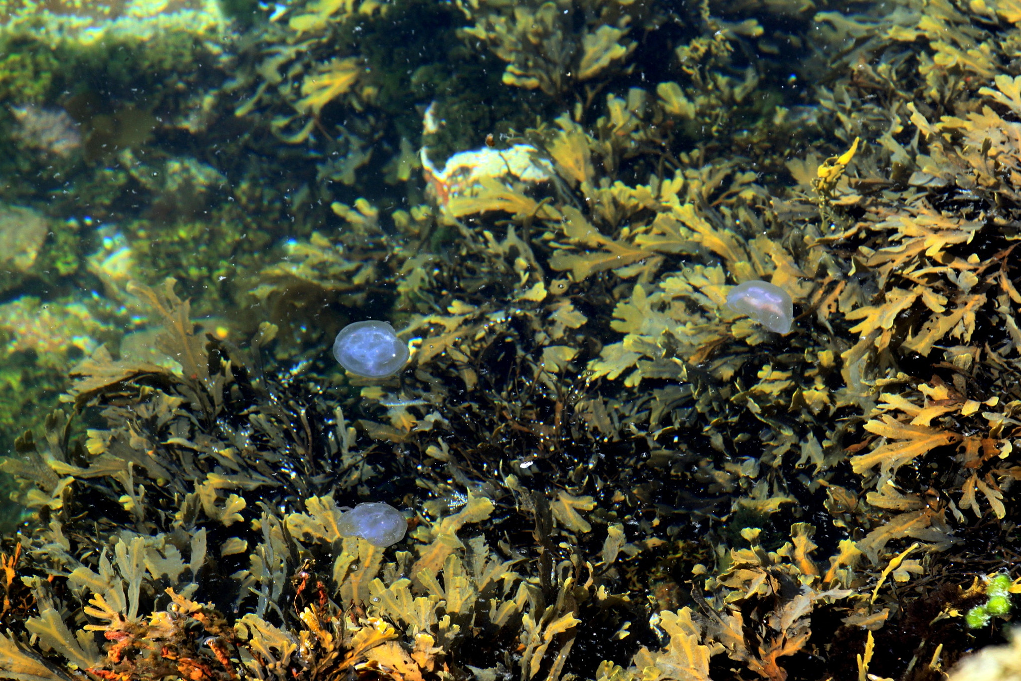 Canon EOS 500D (EOS Rebel T1i / EOS Kiss X3) + Canon EF 70-200mm F4L IS USM sample photo. Jellyfish and seaweed photography