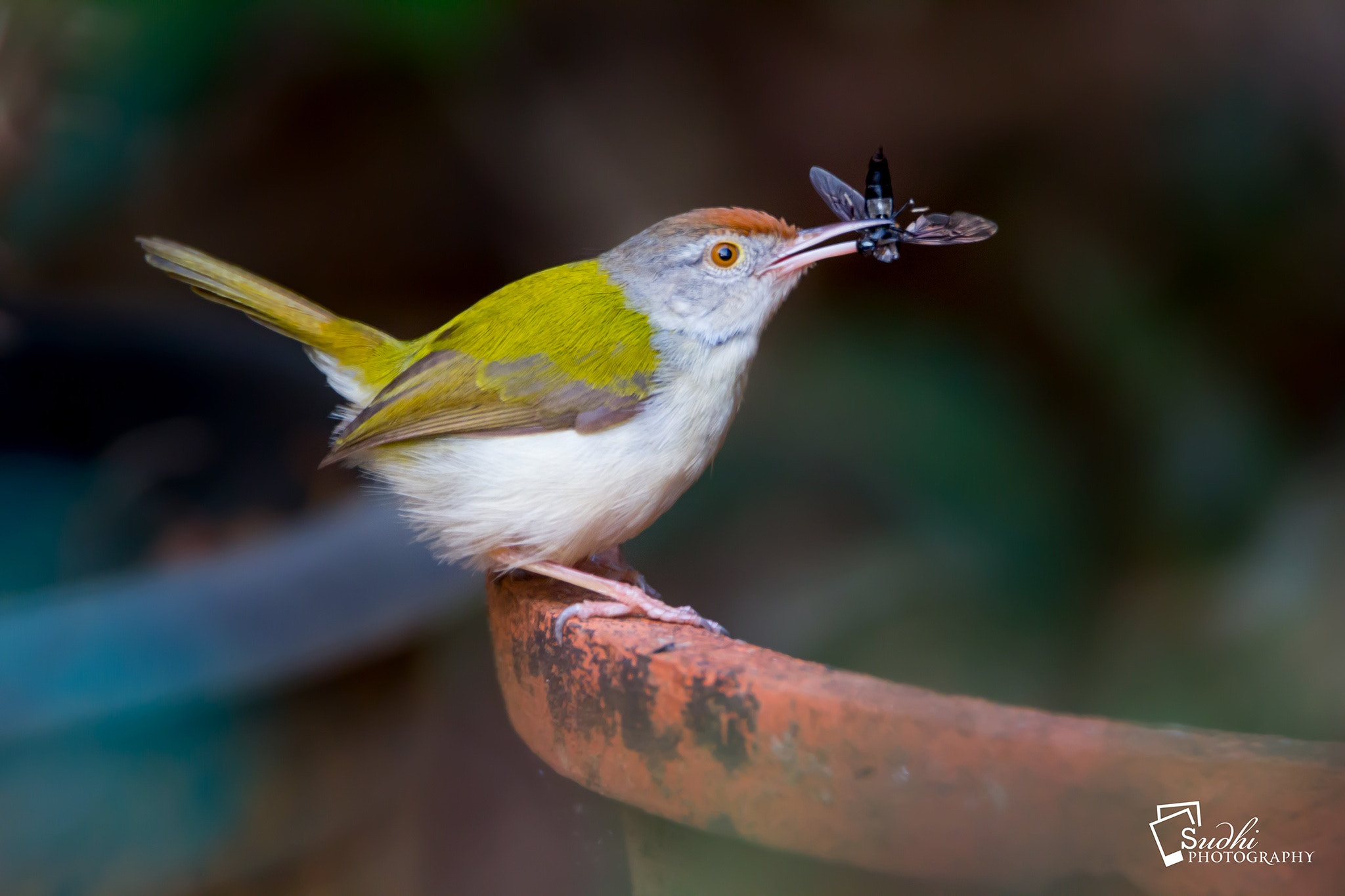 Tamron SP 150-600mm F5-6.3 Di VC USD sample photo. Catch... photography