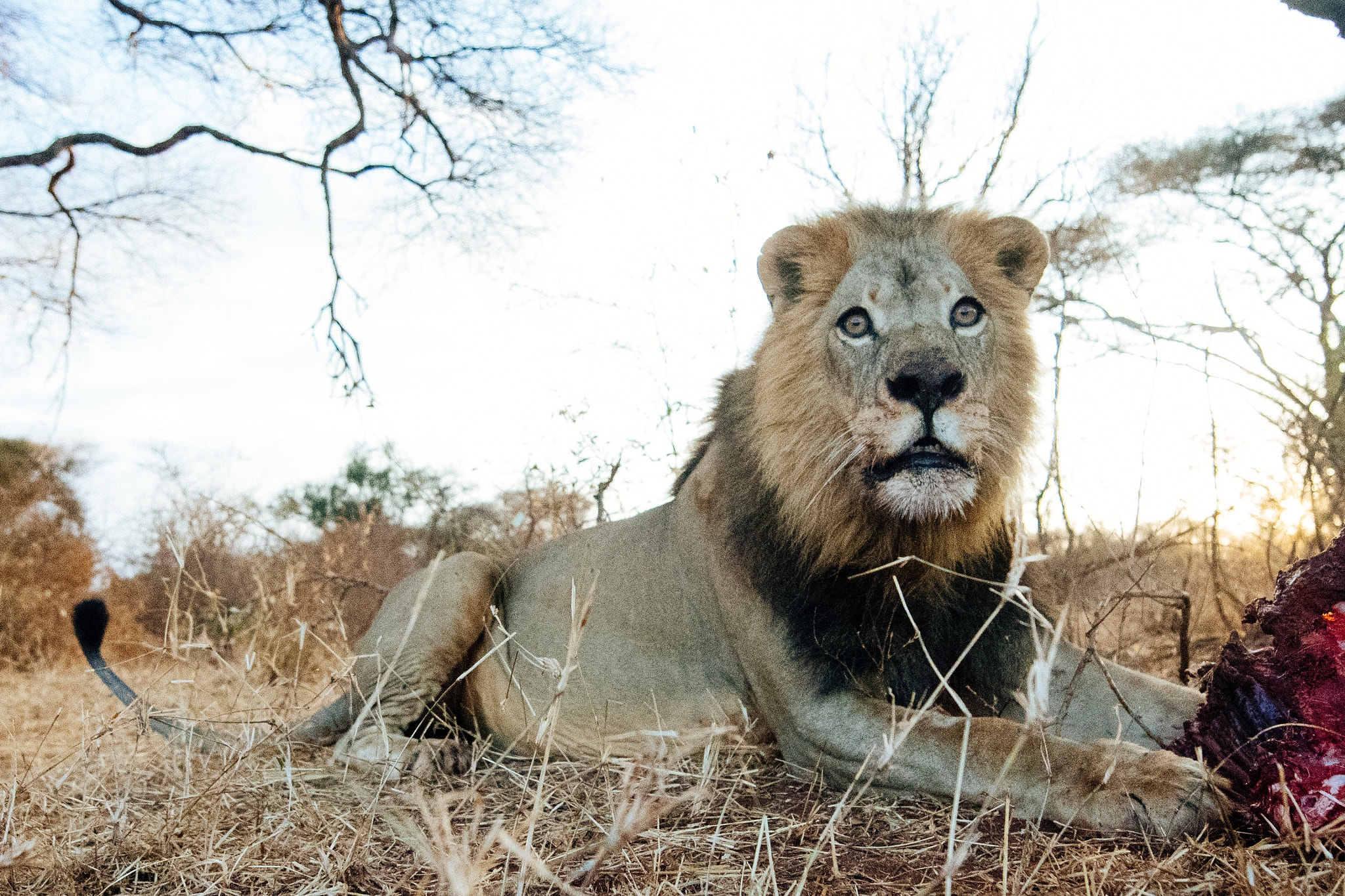 Nikon AF-S Nikkor 14-24mm F2.8G ED sample photo. Looking into the eyes of a lioness. my first attem ... photography