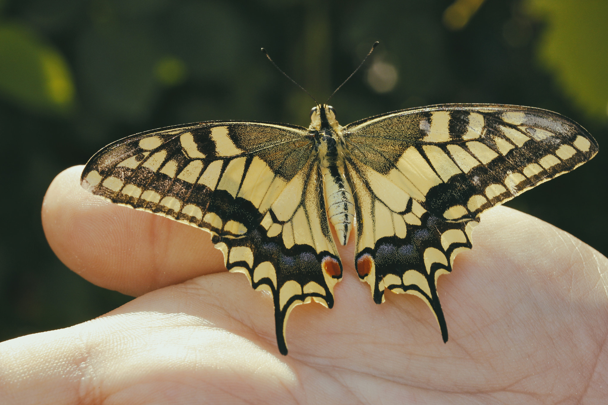 Canon EF-S 60mm F2.8 Macro USM sample photo. Butter-butter-butterfly photography