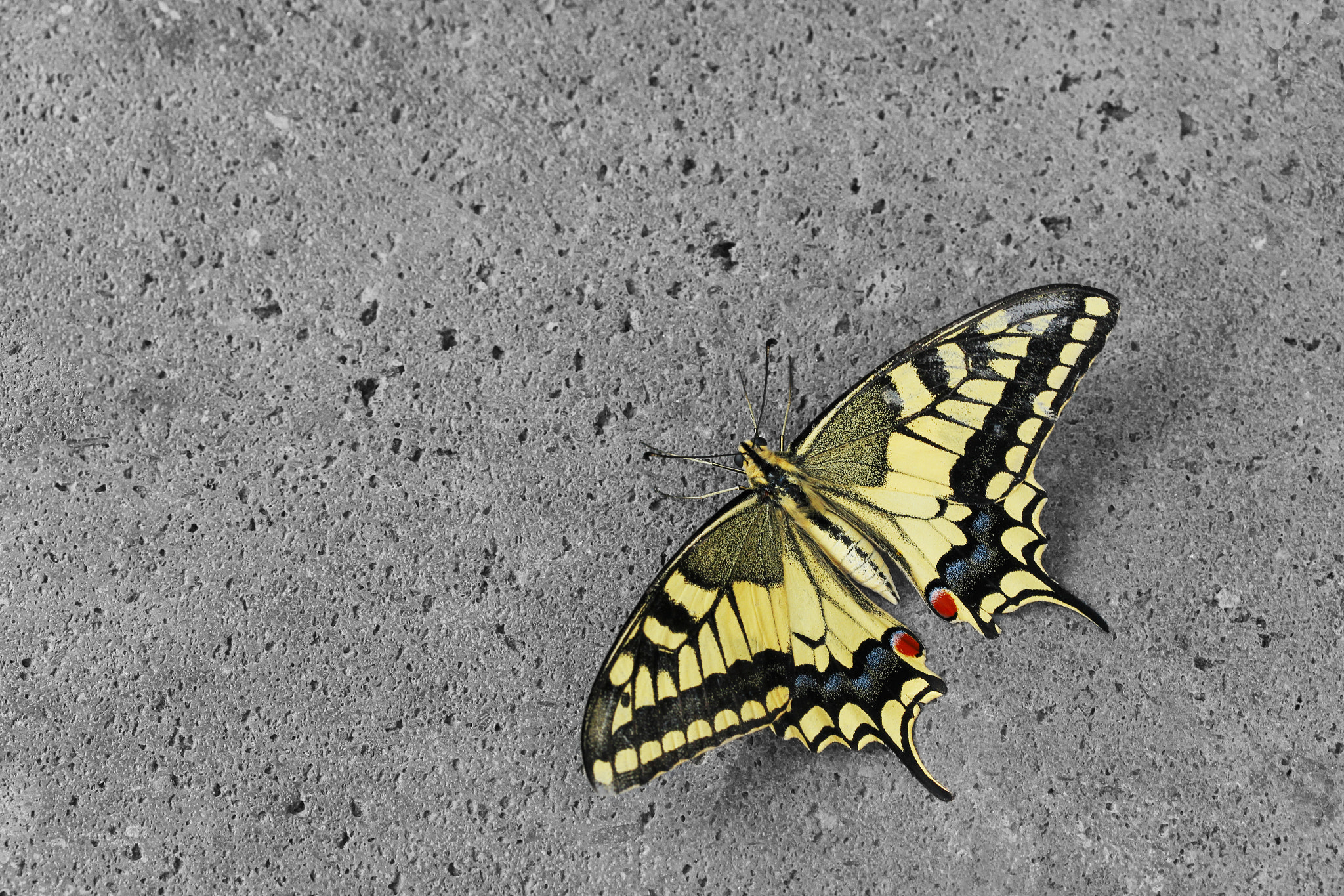 Canon EF-S 60mm F2.8 Macro USM sample photo. Butter-butter-butterfly photography