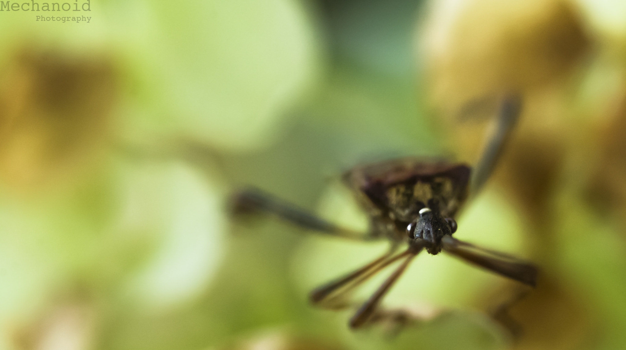 Canon EOS-1D C + Canon EF 100mm F2.8L Macro IS USM sample photo. Curious bug photography