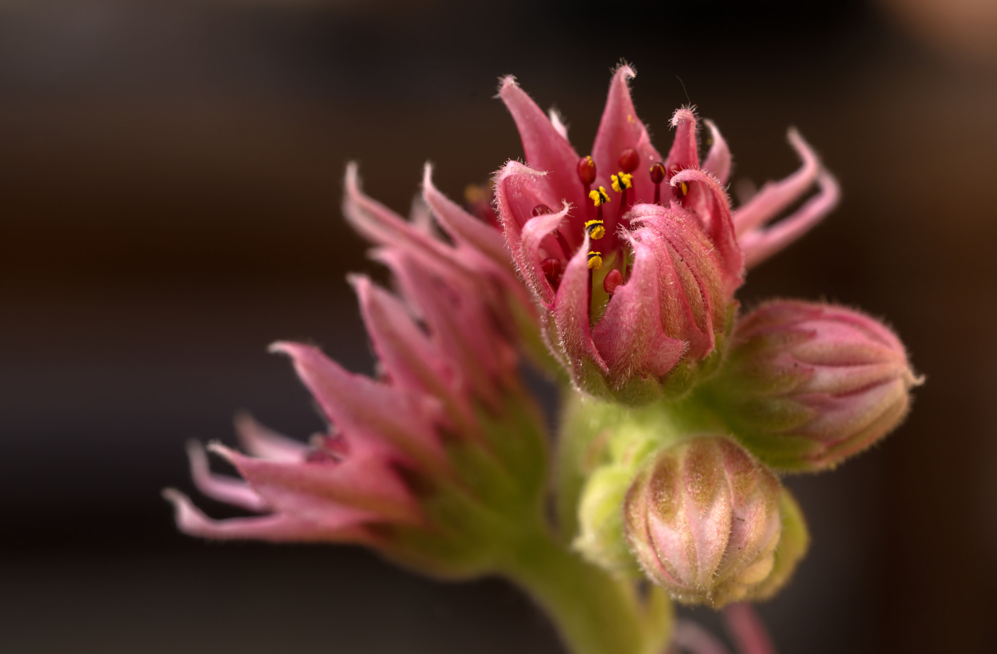 Nikon D7100 + AF Micro-Nikkor 60mm f/2.8 sample photo. Pretty in pink. photography