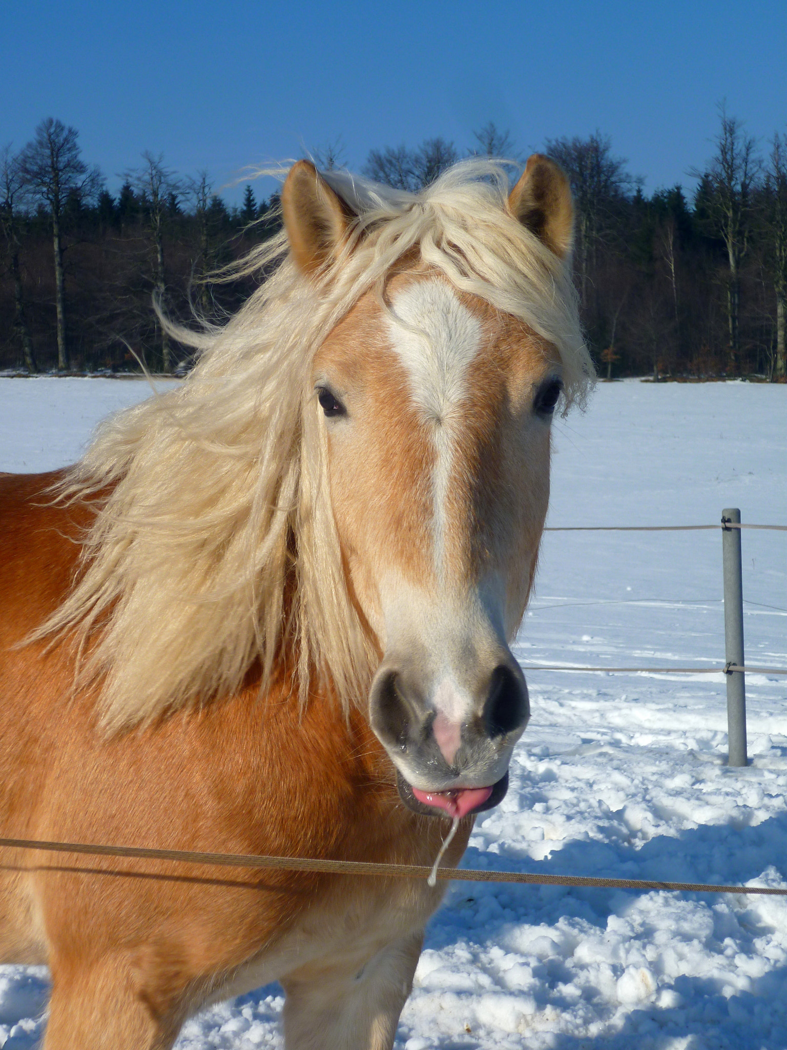 Panasonic DMC-FS10 sample photo. Kůň který si odplivnul. --- spitting horse photography
