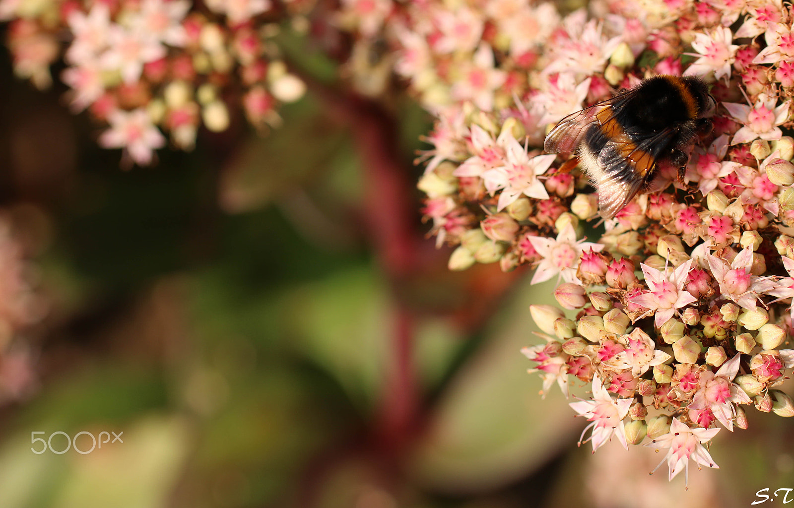 Canon EOS 750D (EOS Rebel T6i / EOS Kiss X8i) + Tamron SP AF 60mm F2 Di II LD IF Macro sample photo. Let me see you photography