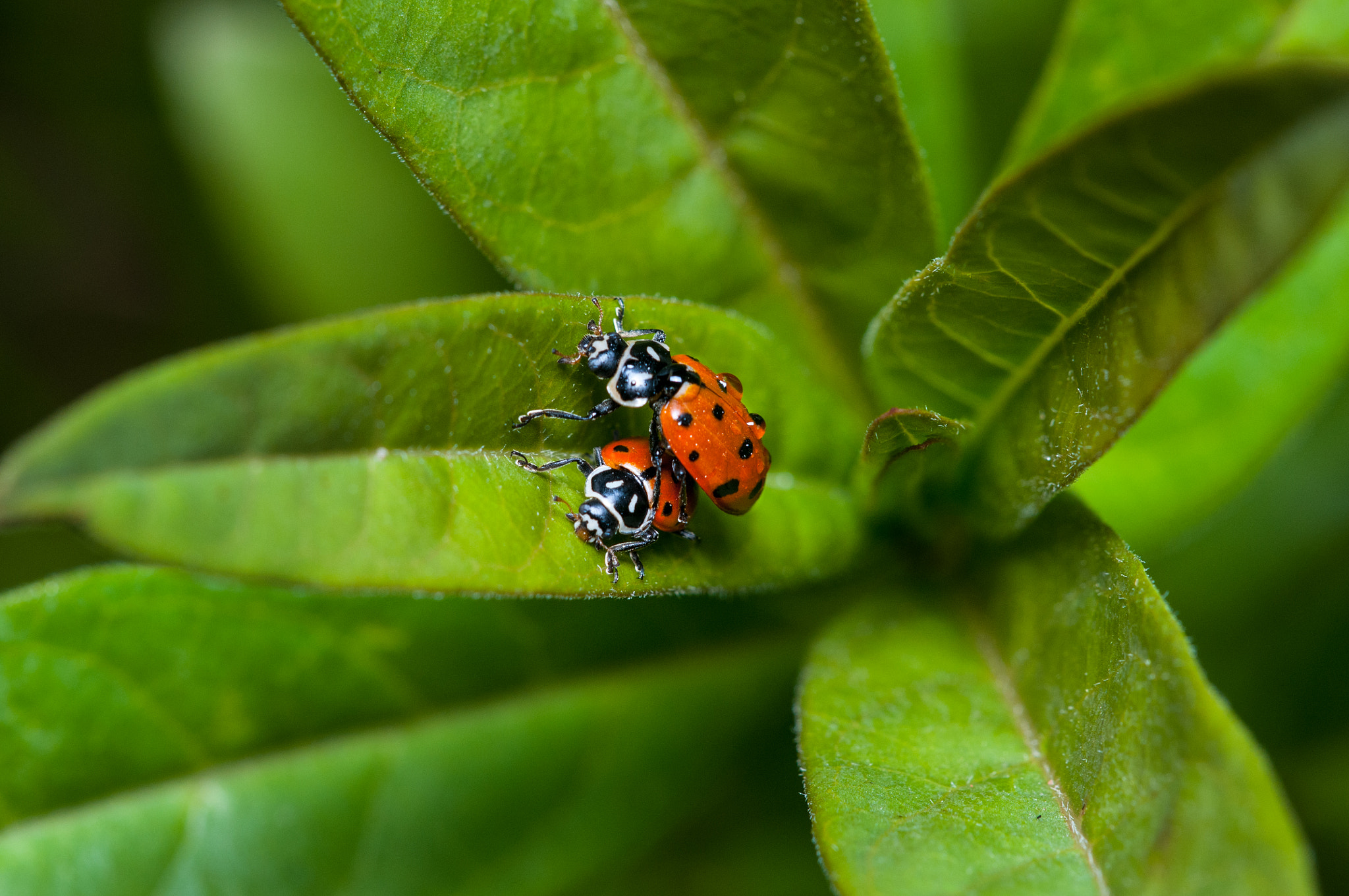 Sigma 150mm F2.8 EX DG Macro HSM sample photo. Lady bug photography