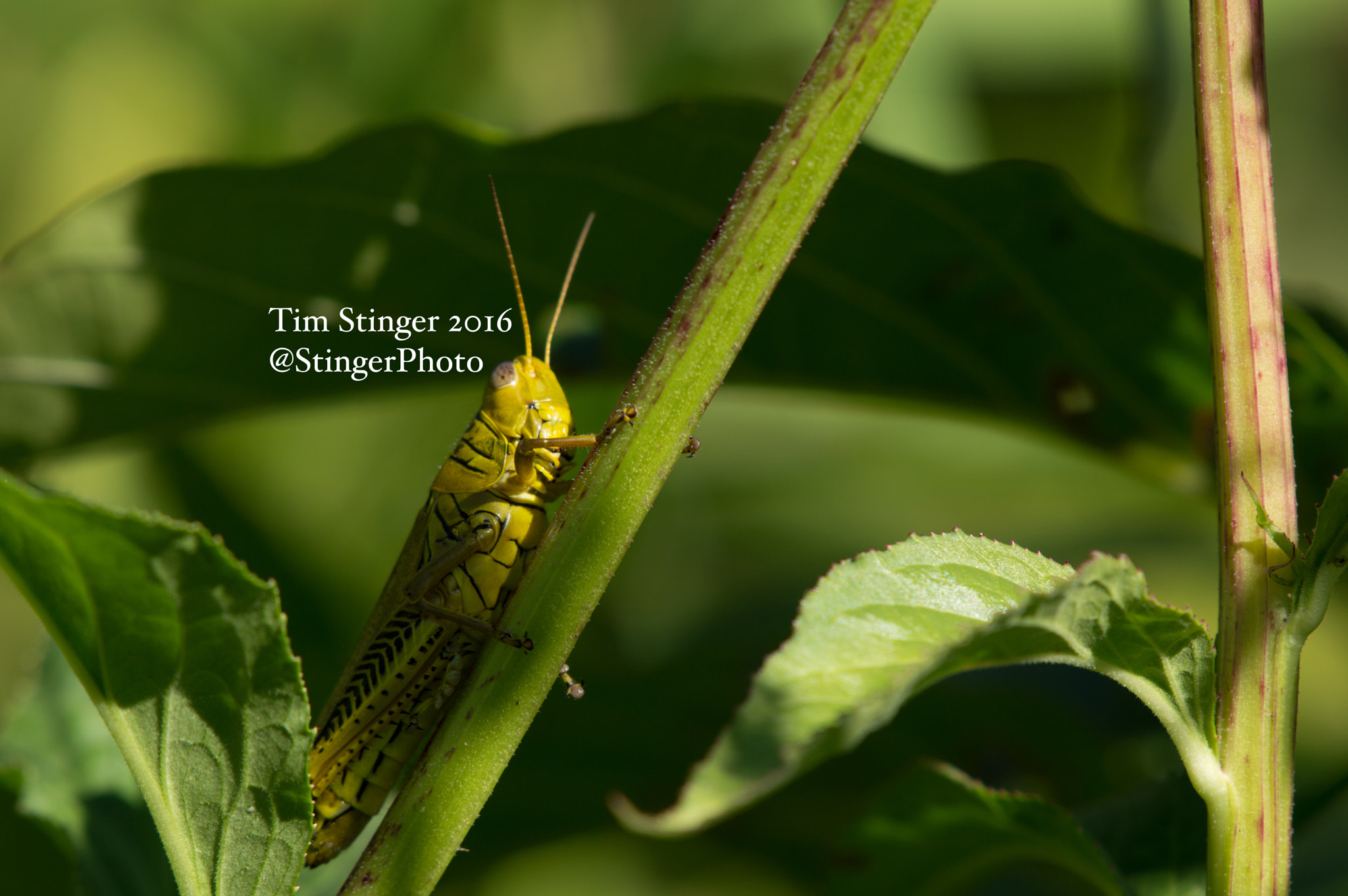 Nikon AF-S Nikkor 200-500mm F5.6E ED VR sample photo. Yellow grasshopper (1) photography