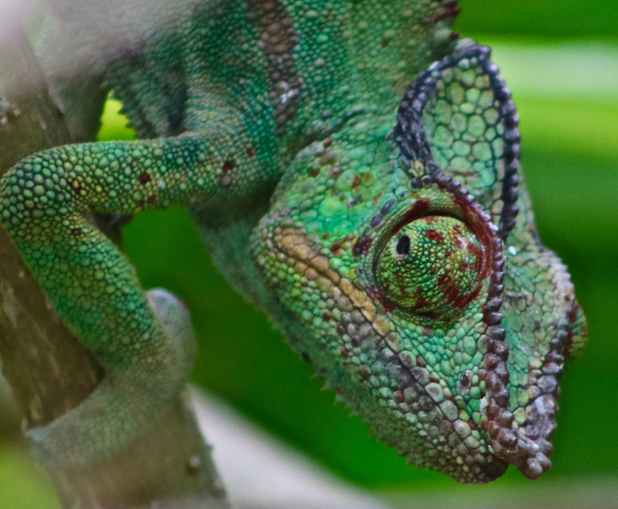 Canon EOS 80D + EF75-300mm f/4-5.6 sample photo. Chameleon - reunion island photography