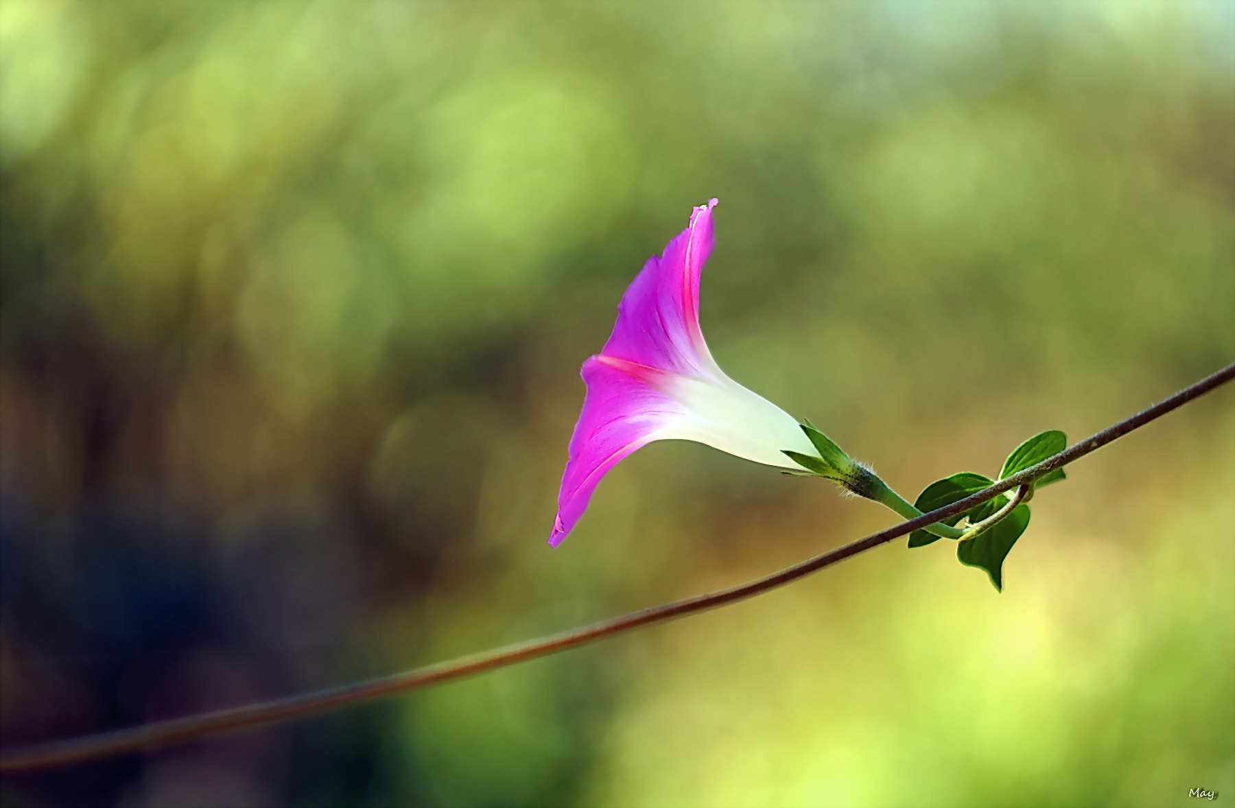 Sony SLT-A65 (SLT-A65V) + Minolta AF 50mm F1.7 sample photo. Gramophone photography