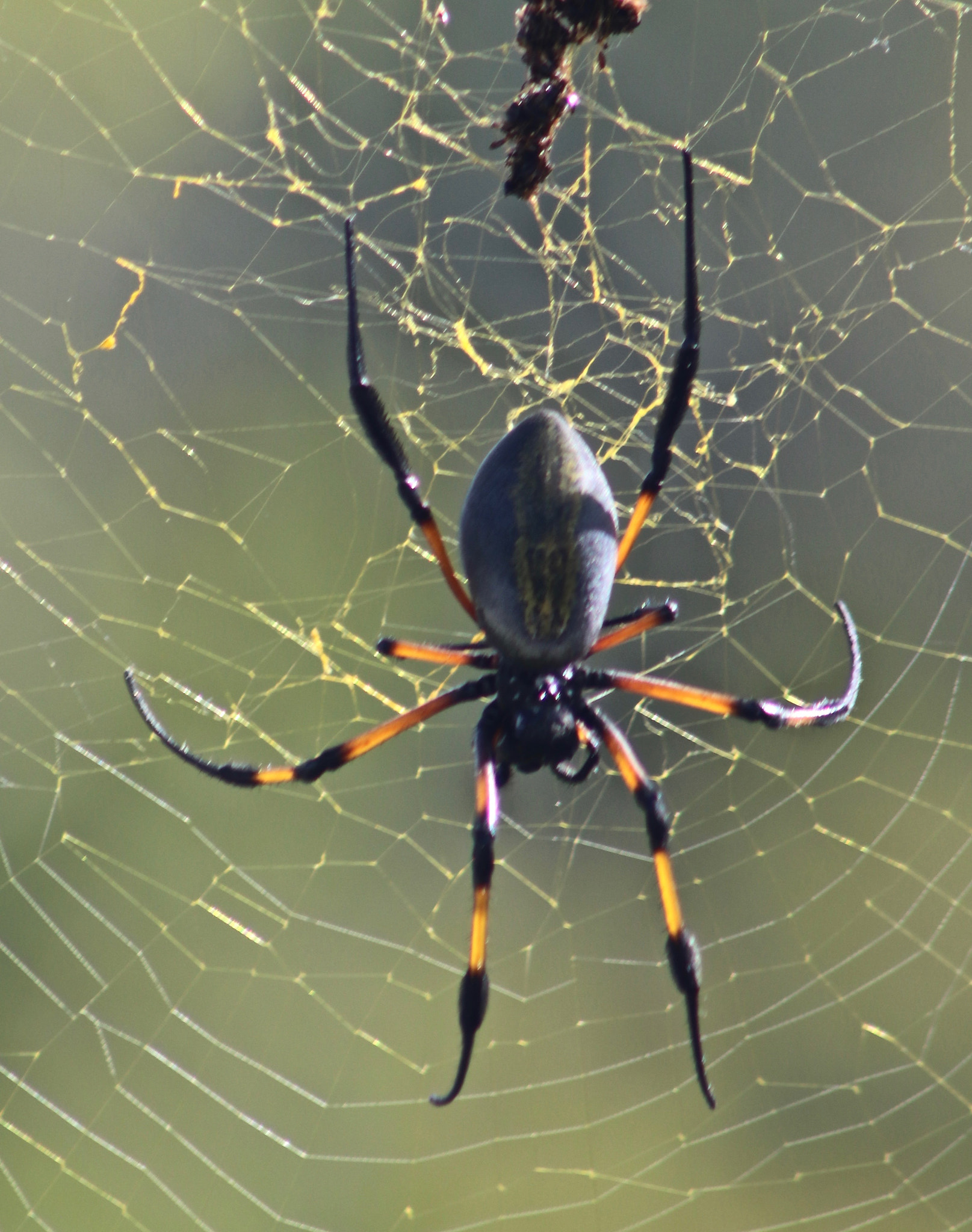 Canon EOS 80D + EF75-300mm f/4-5.6 sample photo. Large spider - reunion island photography