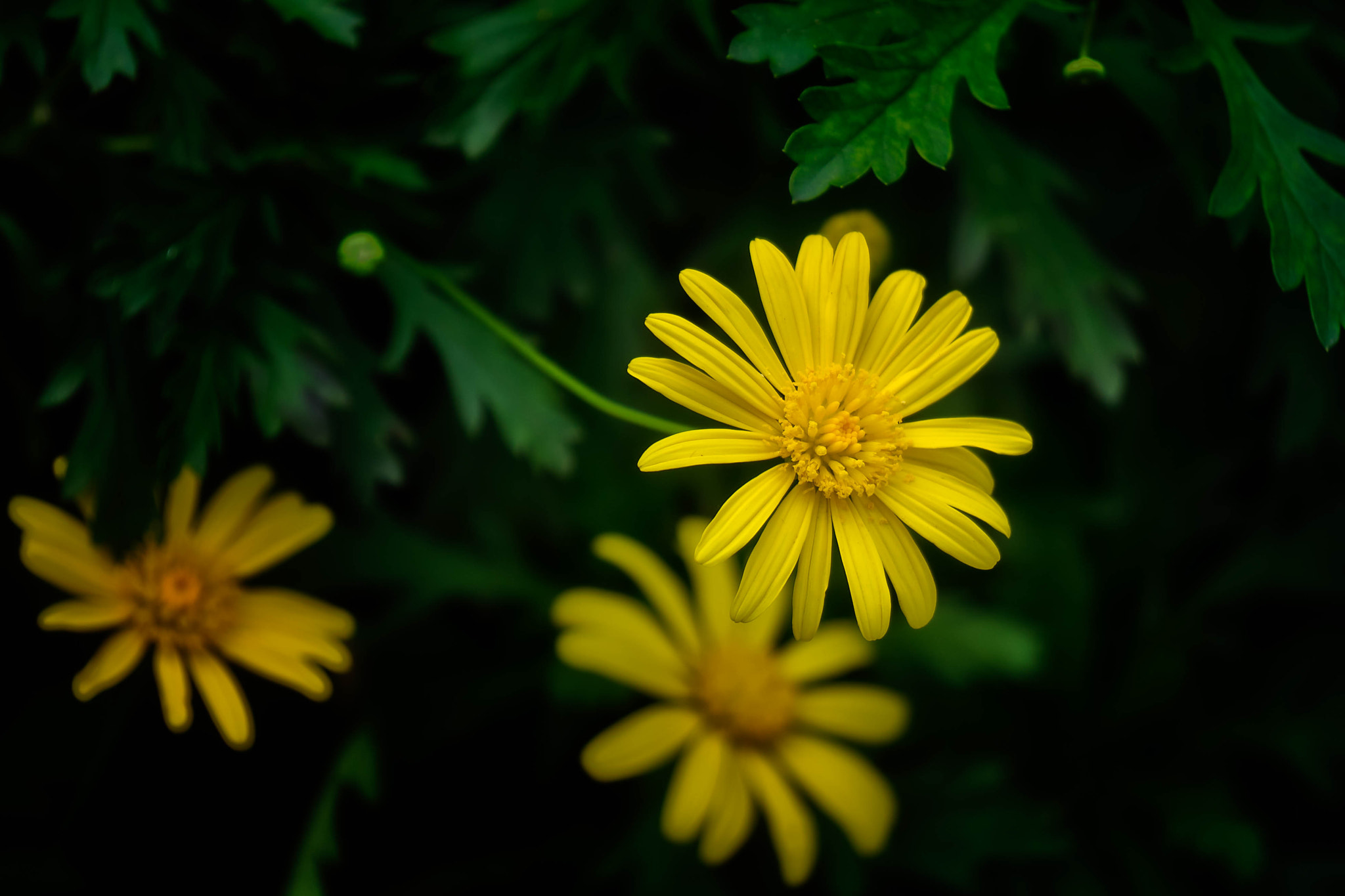 Sony E 55-210mm F4.5-6.3 OSS sample photo