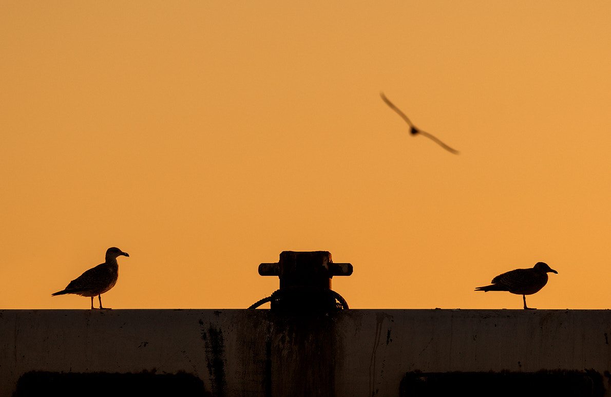 Nikon D300 + Nikon AF-S Nikkor 300mm F4D ED-IF sample photo. Hoek van holland seagull sunset photography