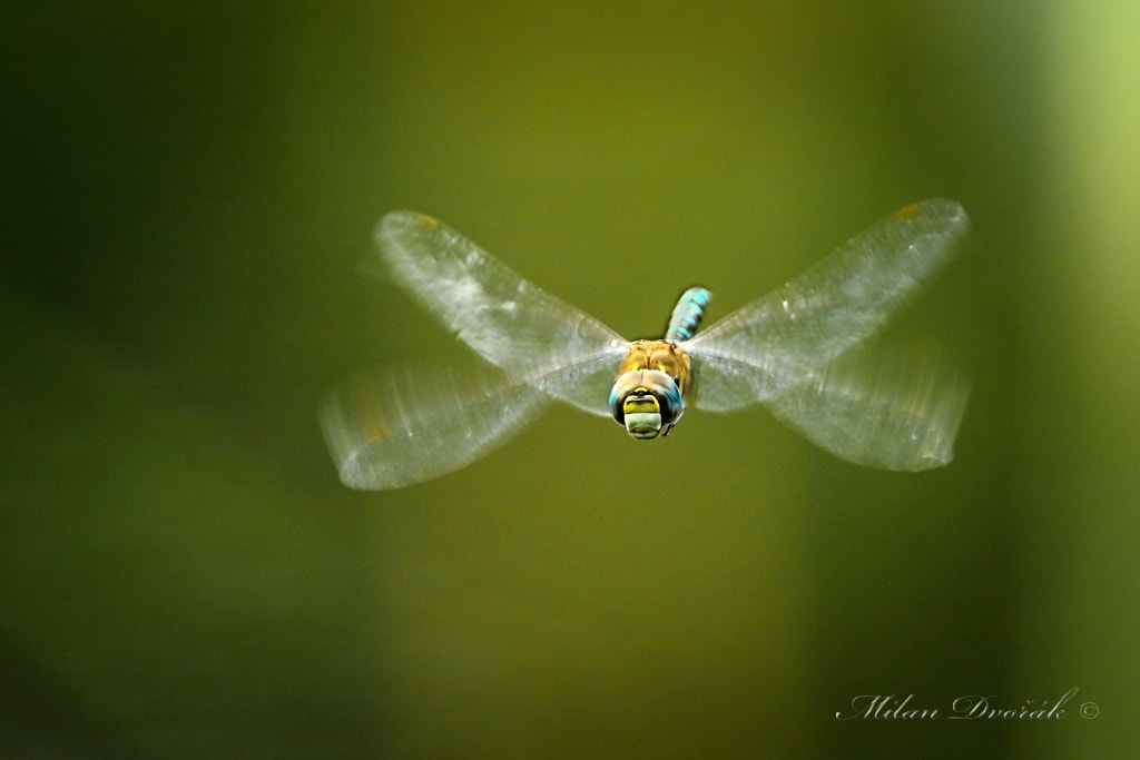 Canon EOS 7D Mark II + Canon EF 300mm F2.8L IS USM sample photo. Fighter su - 27 photography