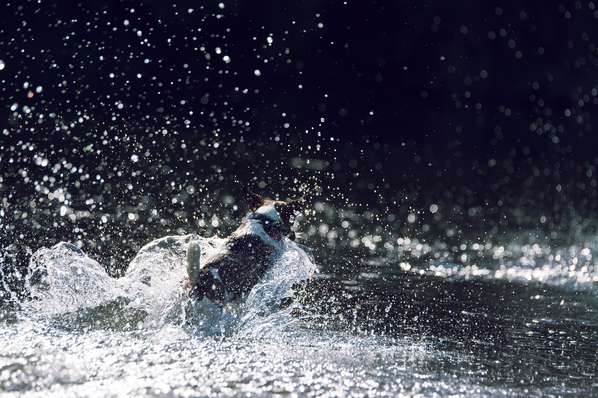 Tamron SP 70-200mm F2.8 Di VC USD sample photo. Sam photography