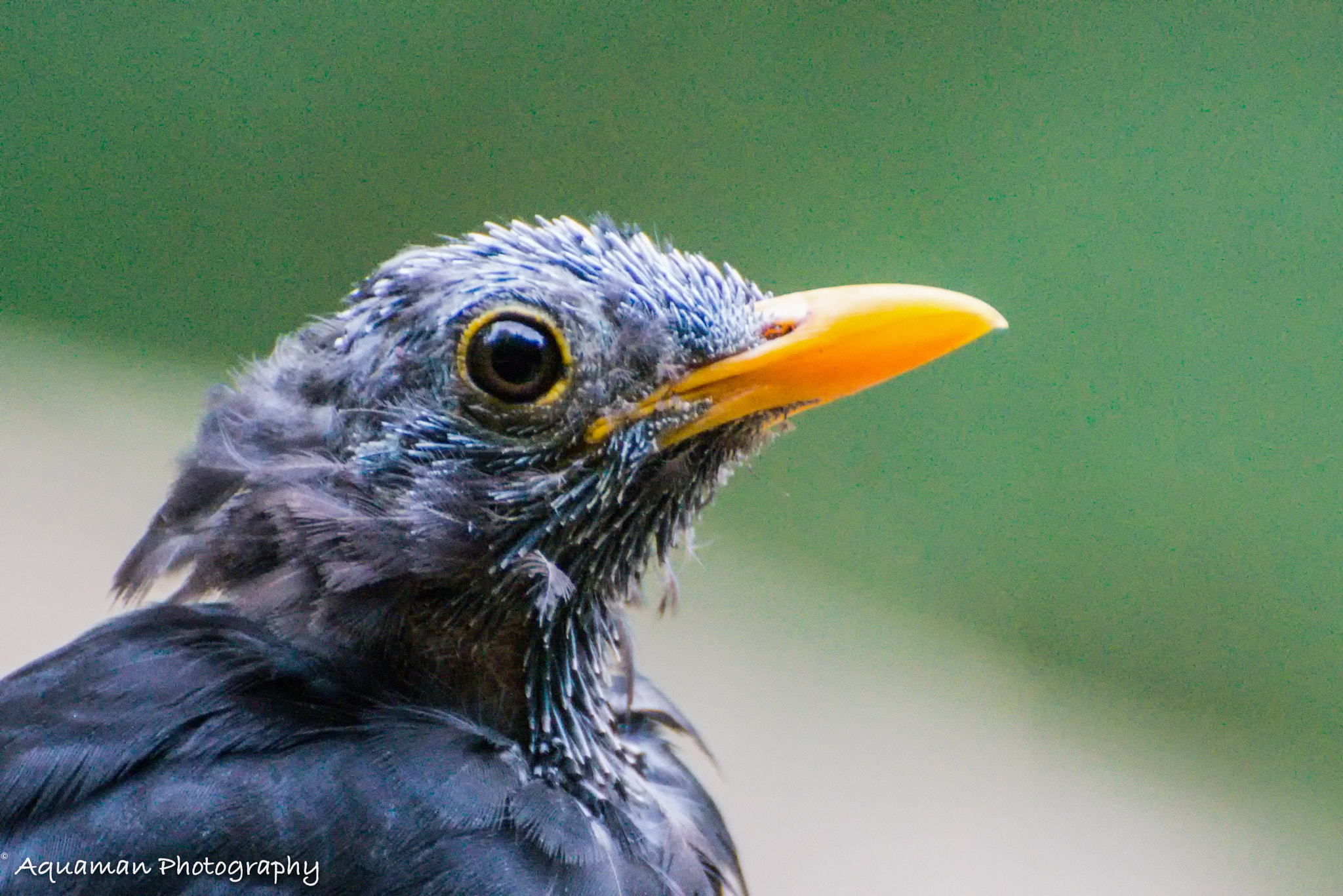 Nikon D800E sample photo. Portrait of a blackbird photography