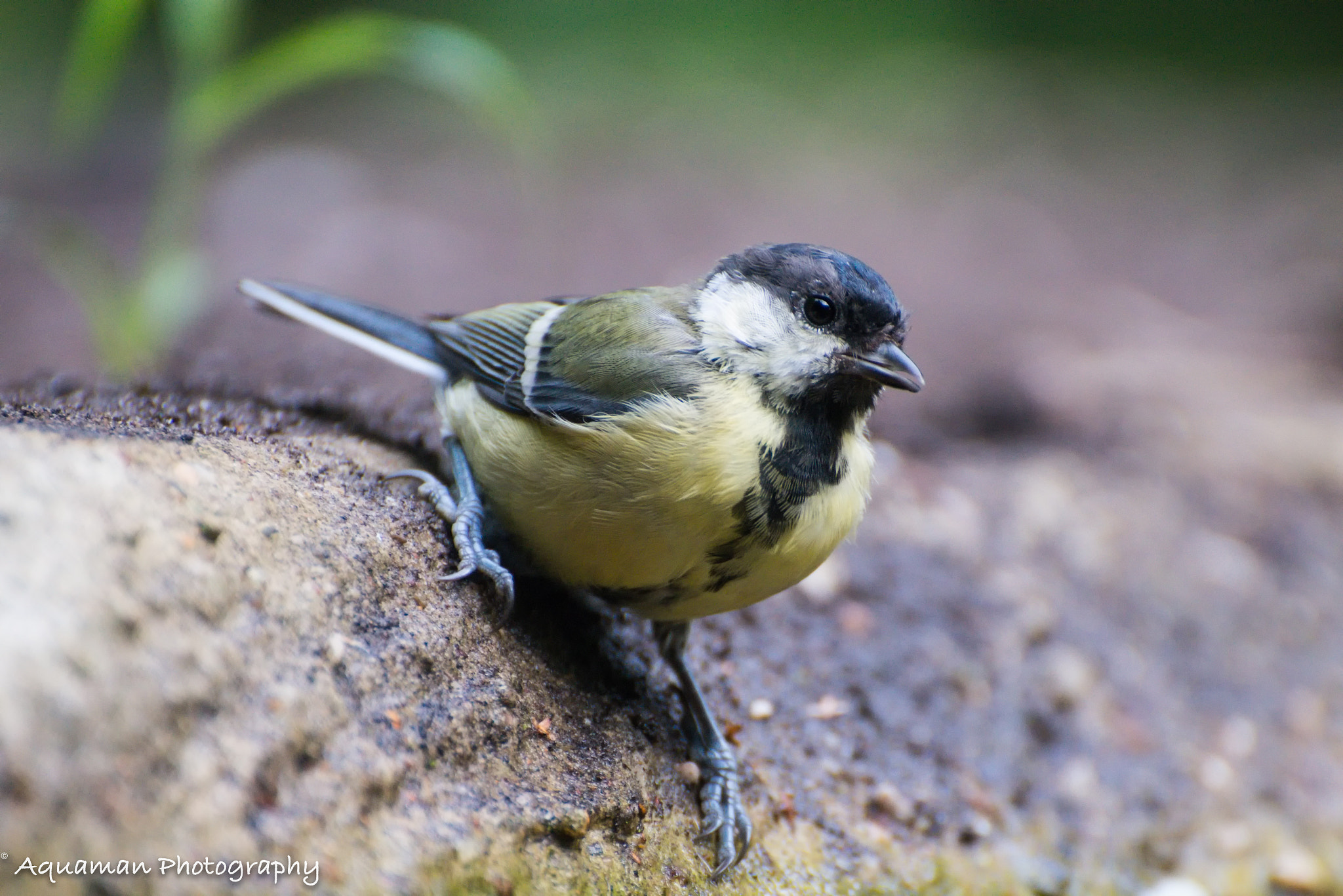 Nikon D800E sample photo. Great tit photography