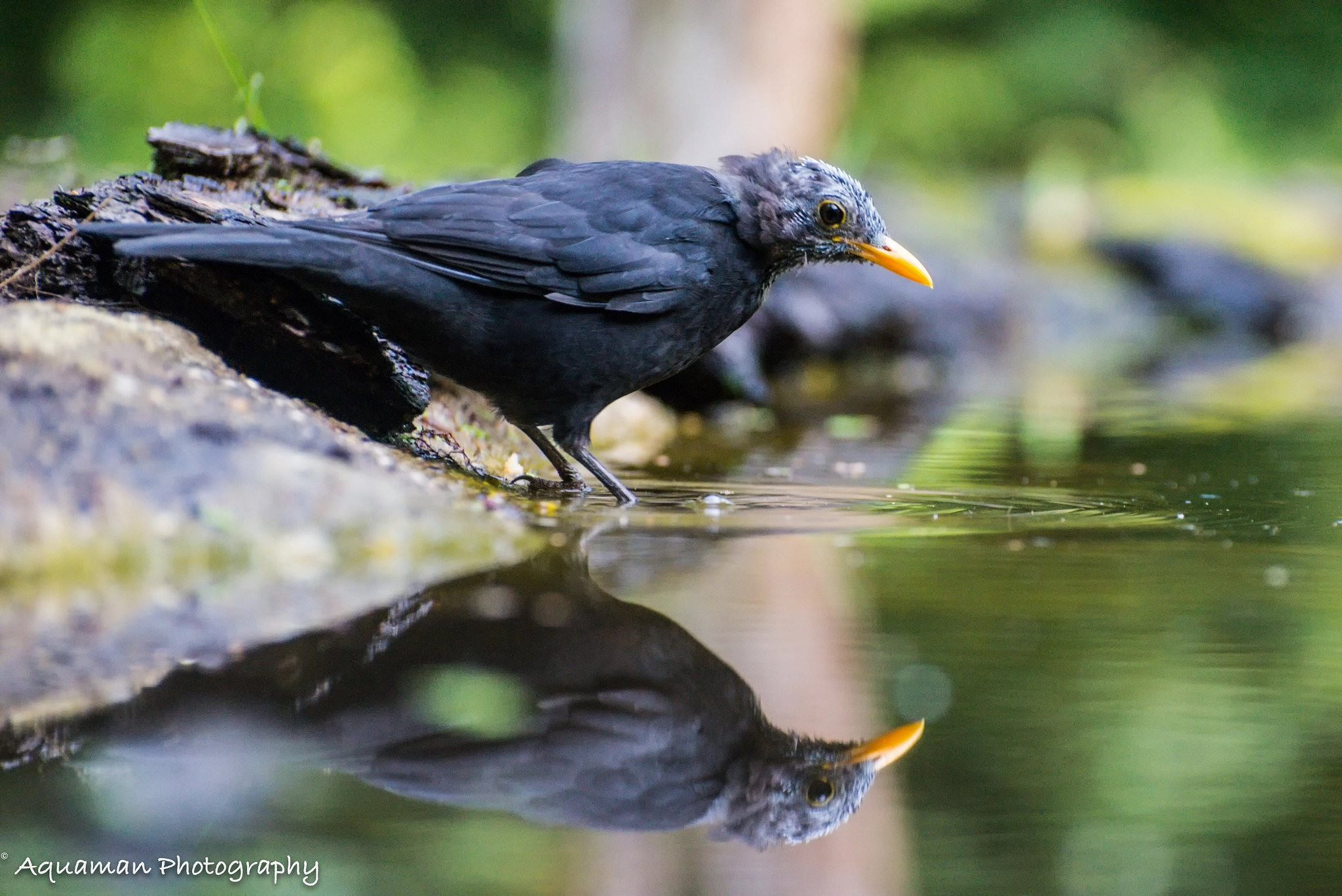 Nikon D800E sample photo. Blackbird photography